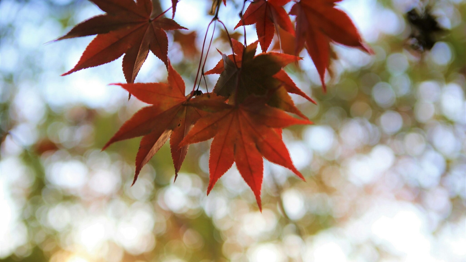 Red Maple Leaves in Autumn HD Wallpaper