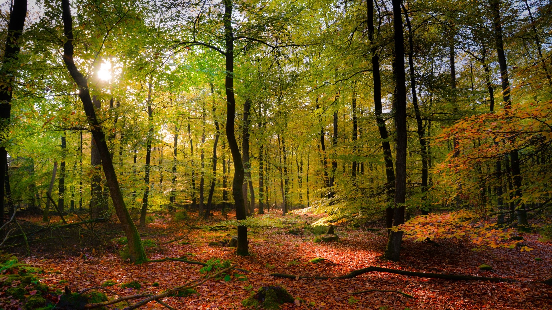 Sunlight filtering through an autumn forest HD Wallpaper