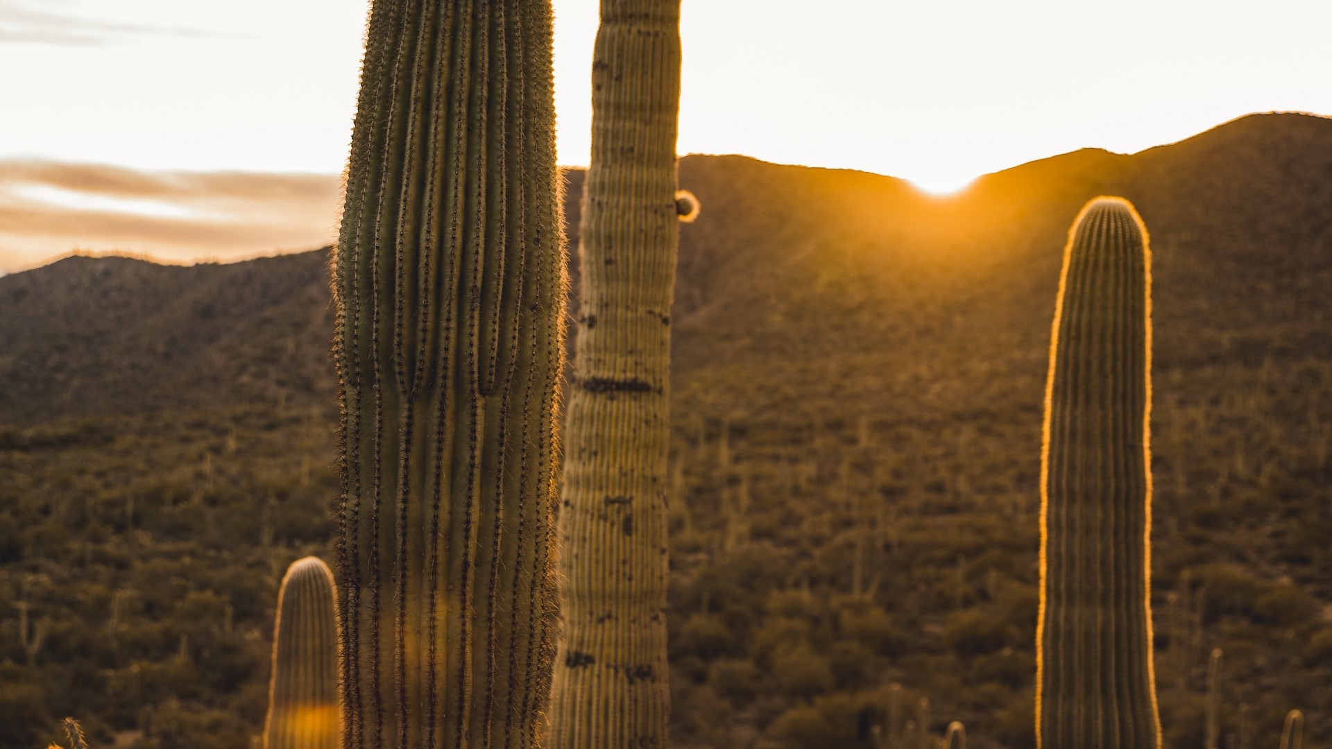 Saguaro cacti at sunset in the desert HD Wallpaper
