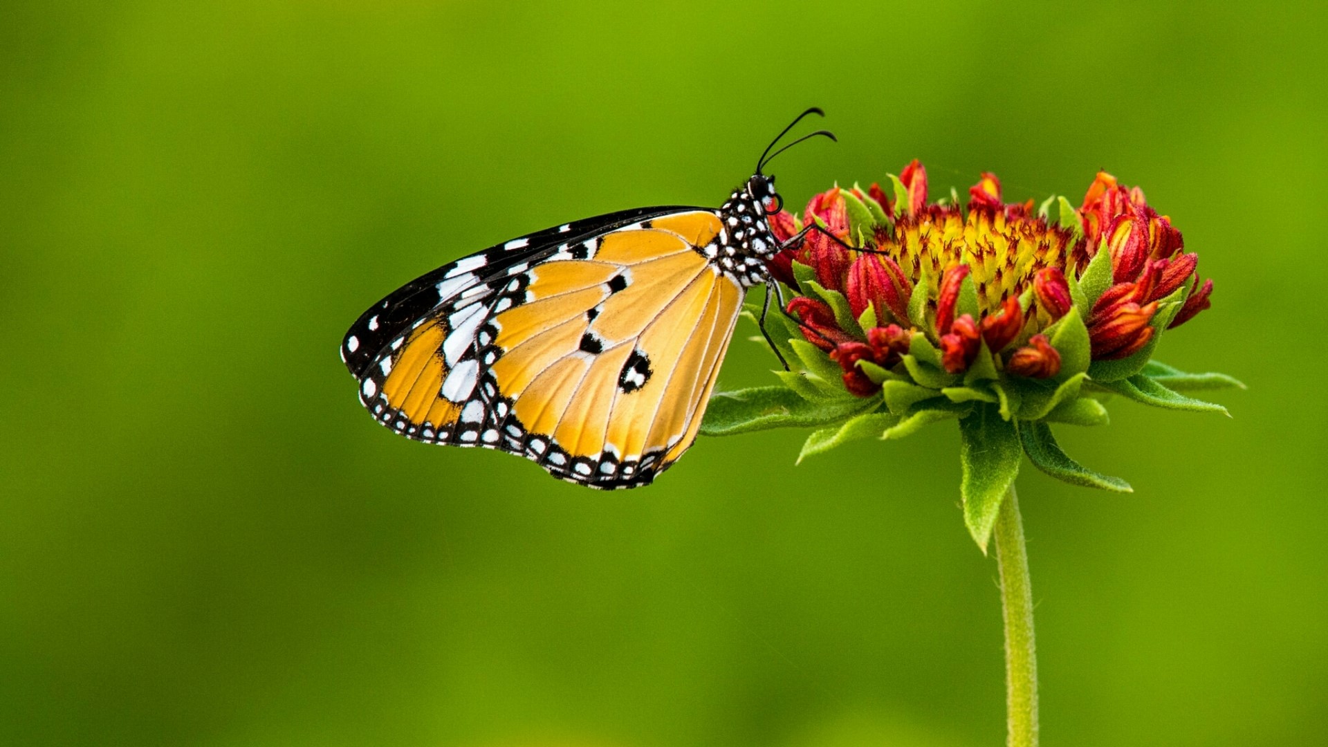 Monarch butterfly on a flower HD Wallpaper