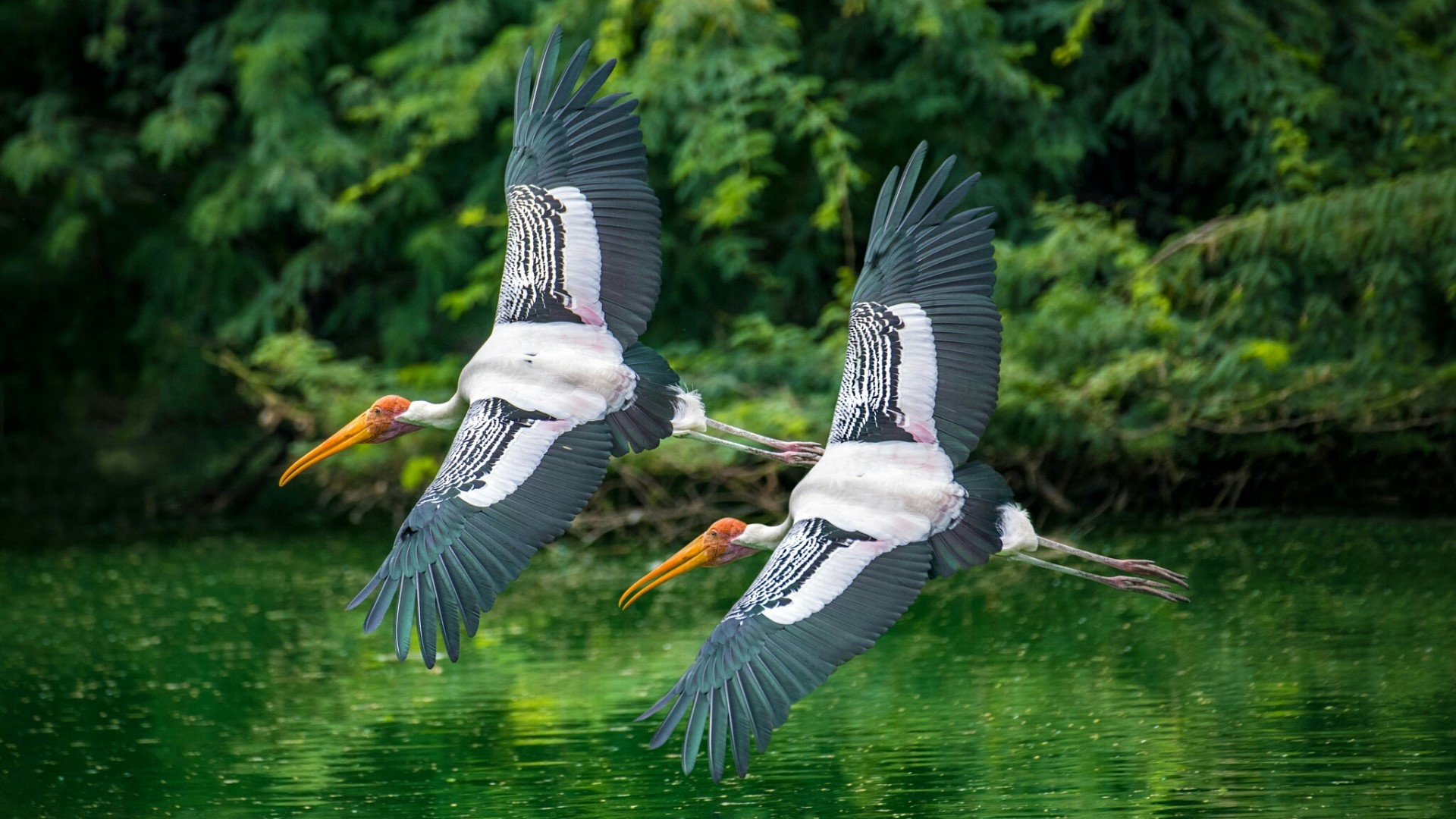 Two painted storks flying over water HD Wallpaper