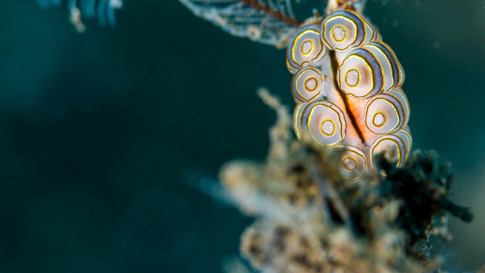 Sea slug with circular patterns on coral HD Wallpaper