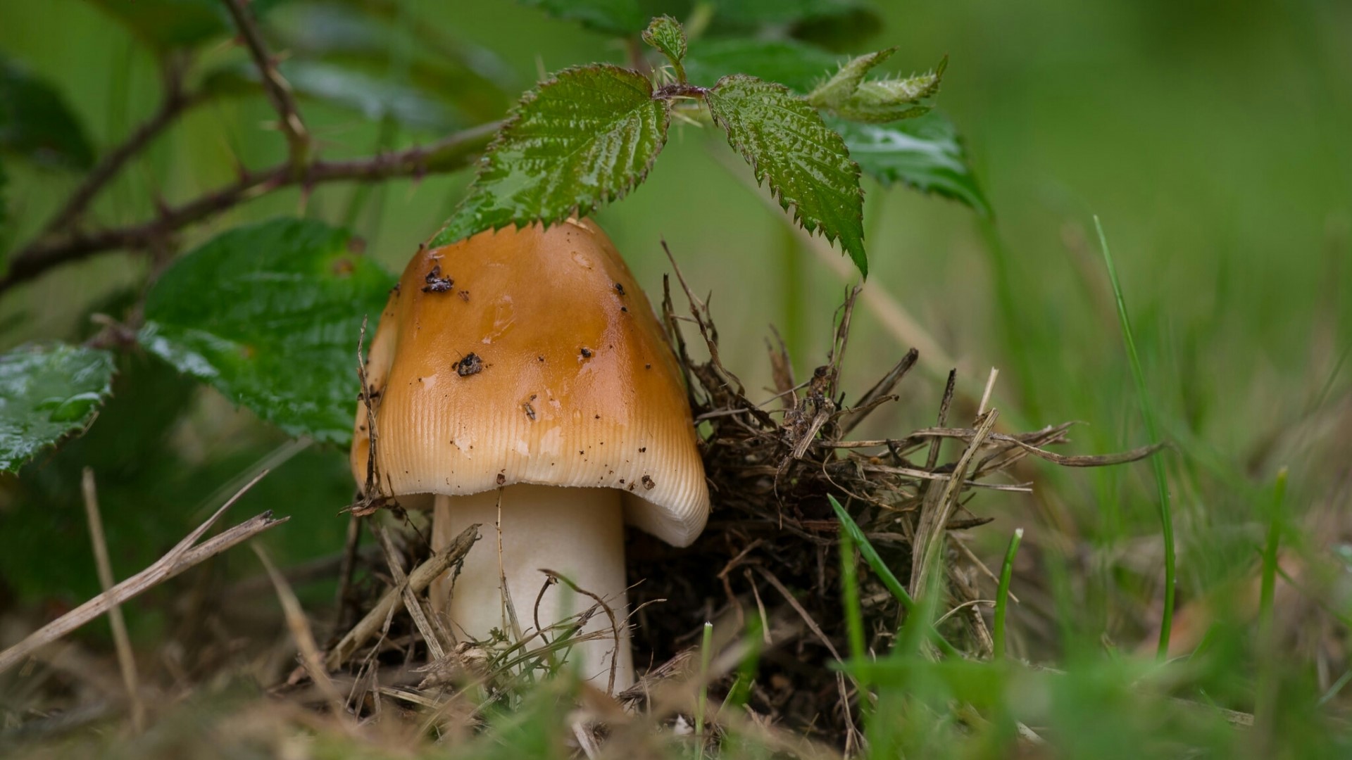 Mushroom with brown cap and white stem in grass HD Wallpaper