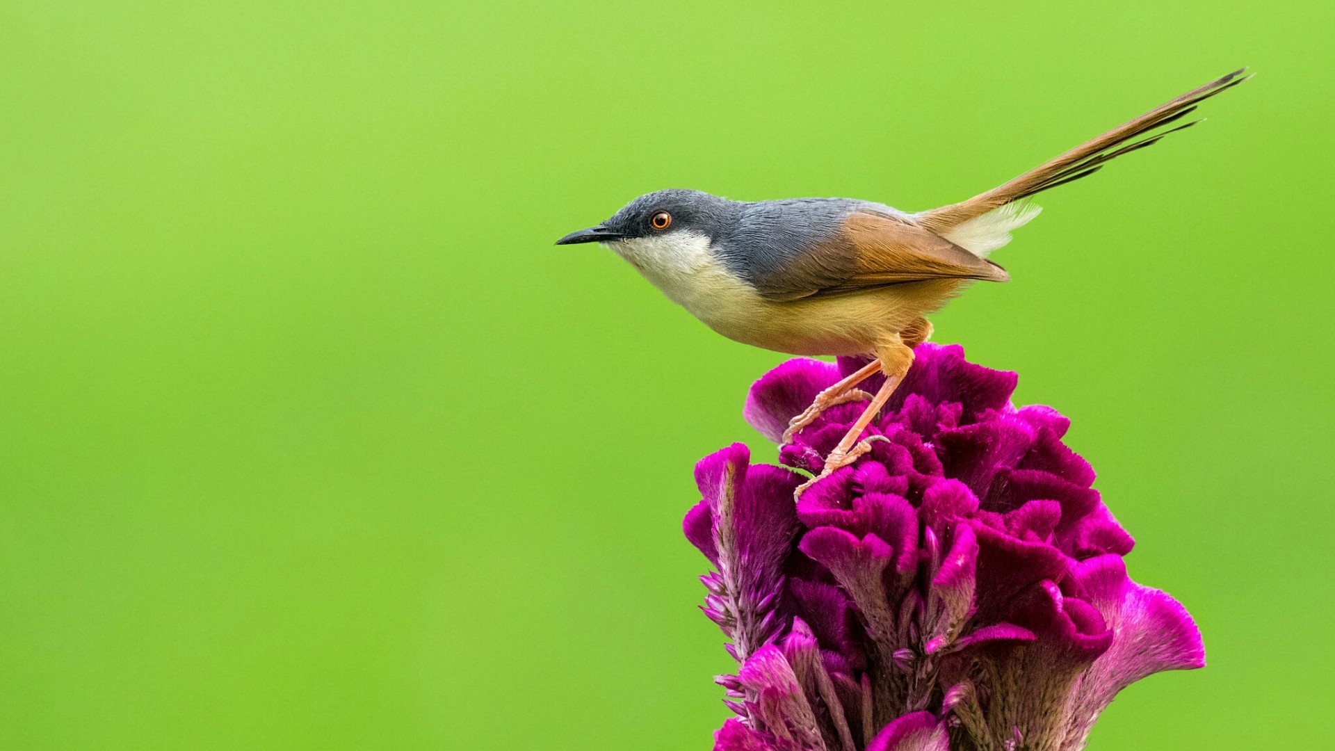 Bird on a purple flower HD Wallpaper