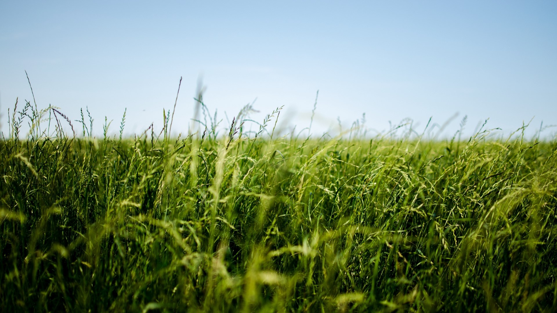 Field of green grass under a clear blue sky HD Wallpaper
