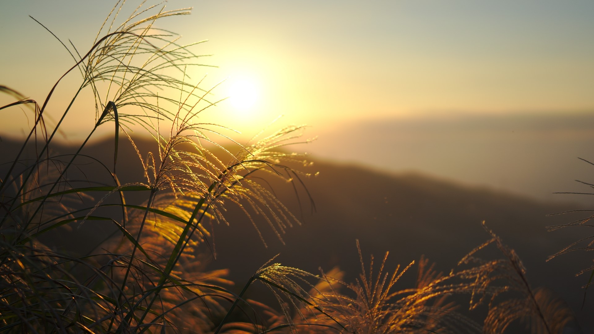Sunset over mountains with tall grass HD Wallpaper