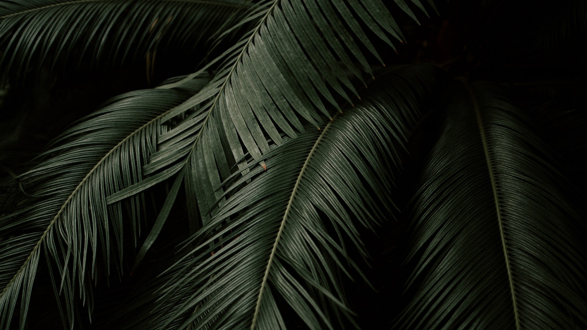 Dark Green Palm Leaves HD Wallpaper