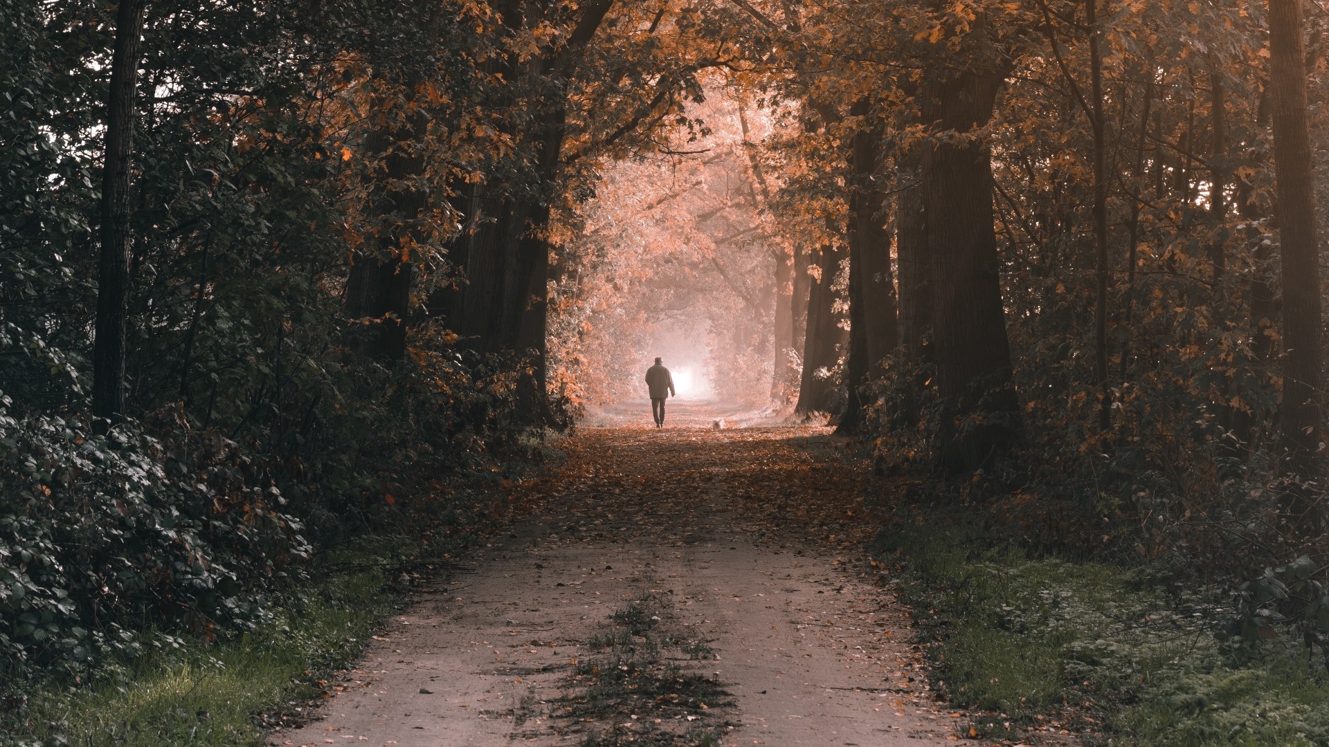 Person walking on a dirt road through an autumn forest HD Wallpaper