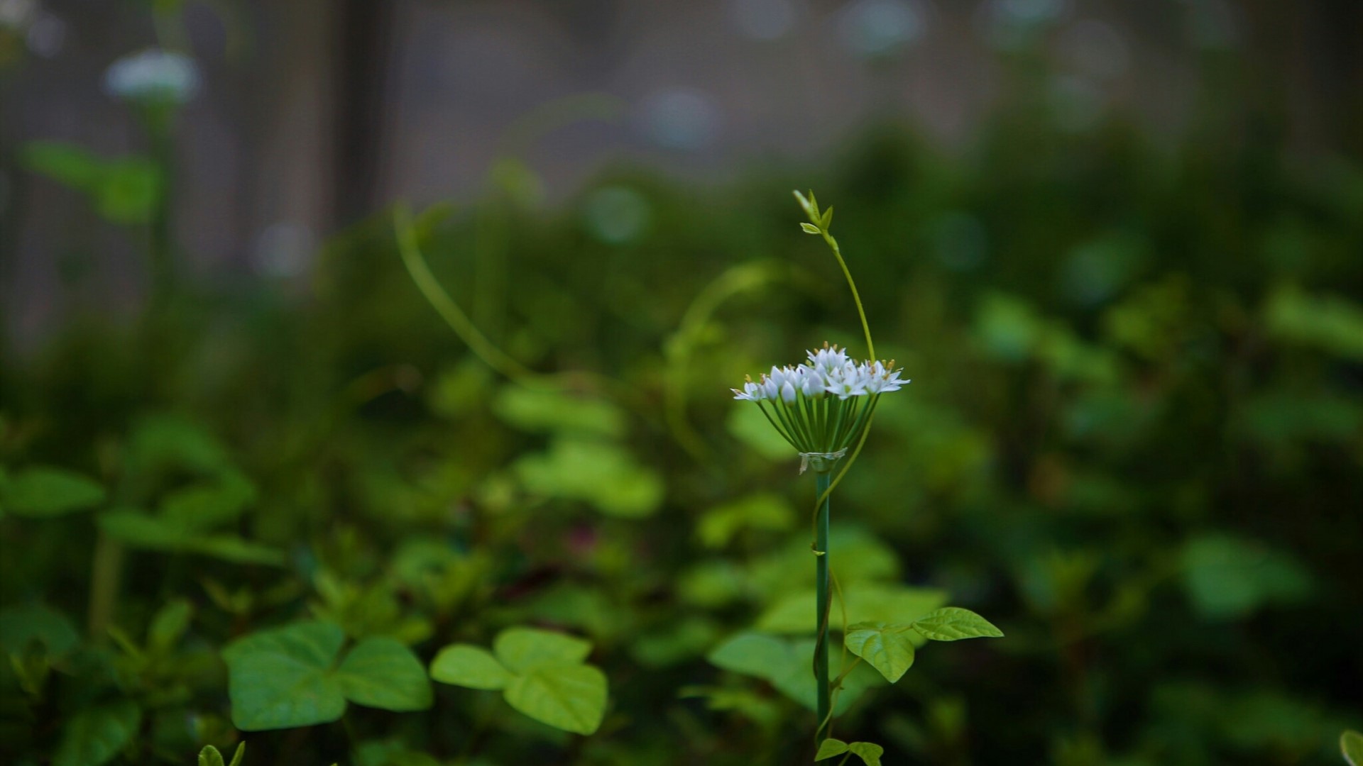 White flower with green leaves and vines HD Wallpaper