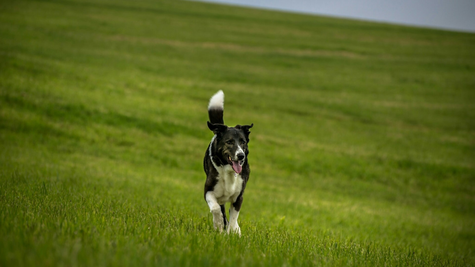 Black and white dog running on a grassy hill HD Wallpaper