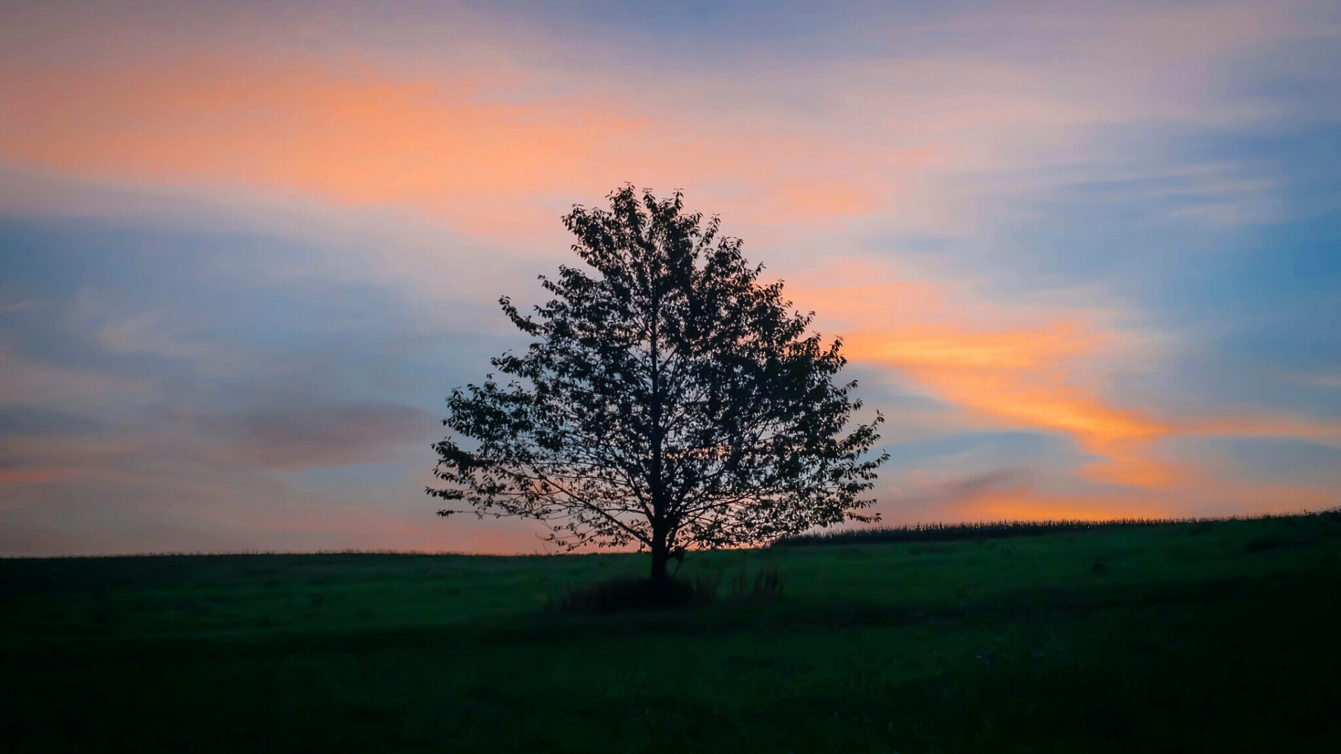 Silhouette of a tree against a sunset sky HD Wallpaper