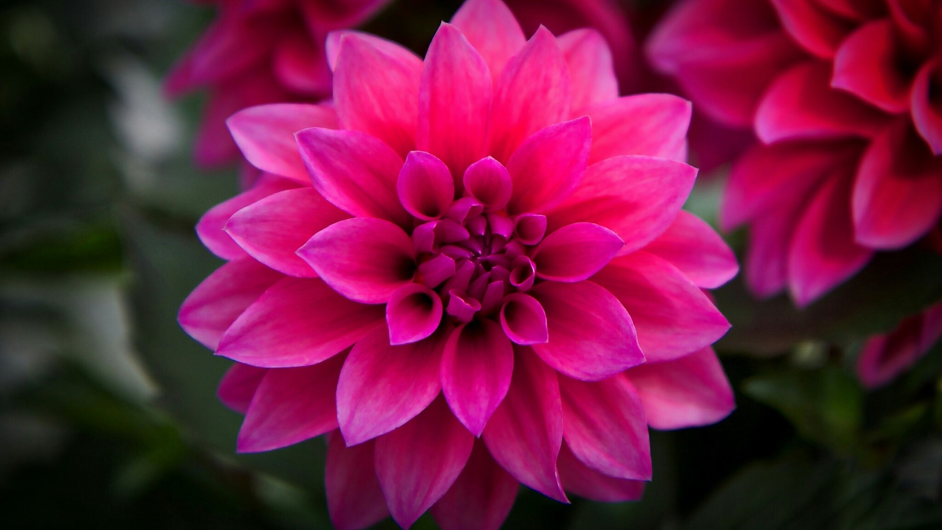 Close-up of a vibrant pink dahlia flower HD Wallpaper