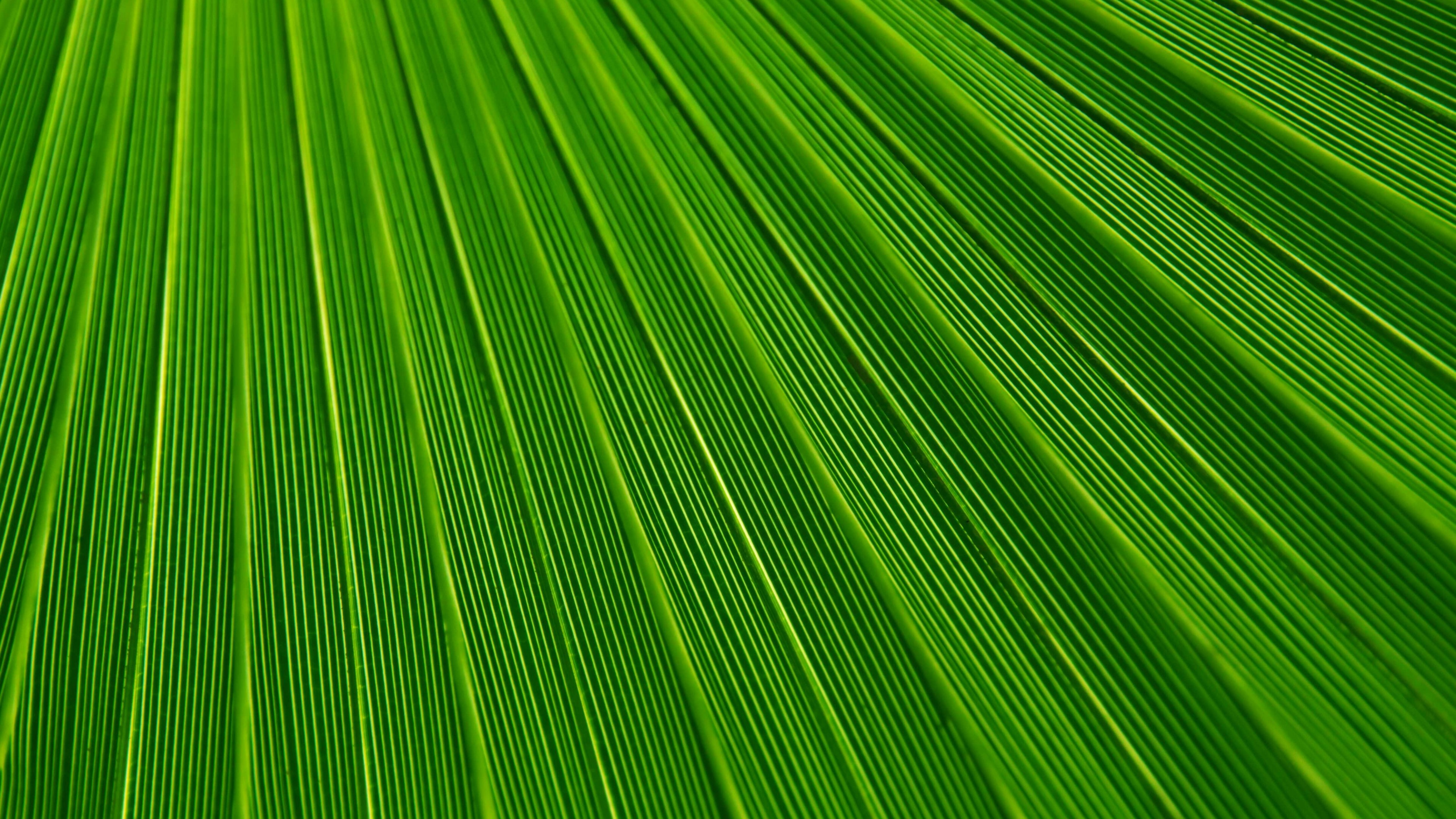 Close-up of a green palm leaf HD Wallpaper