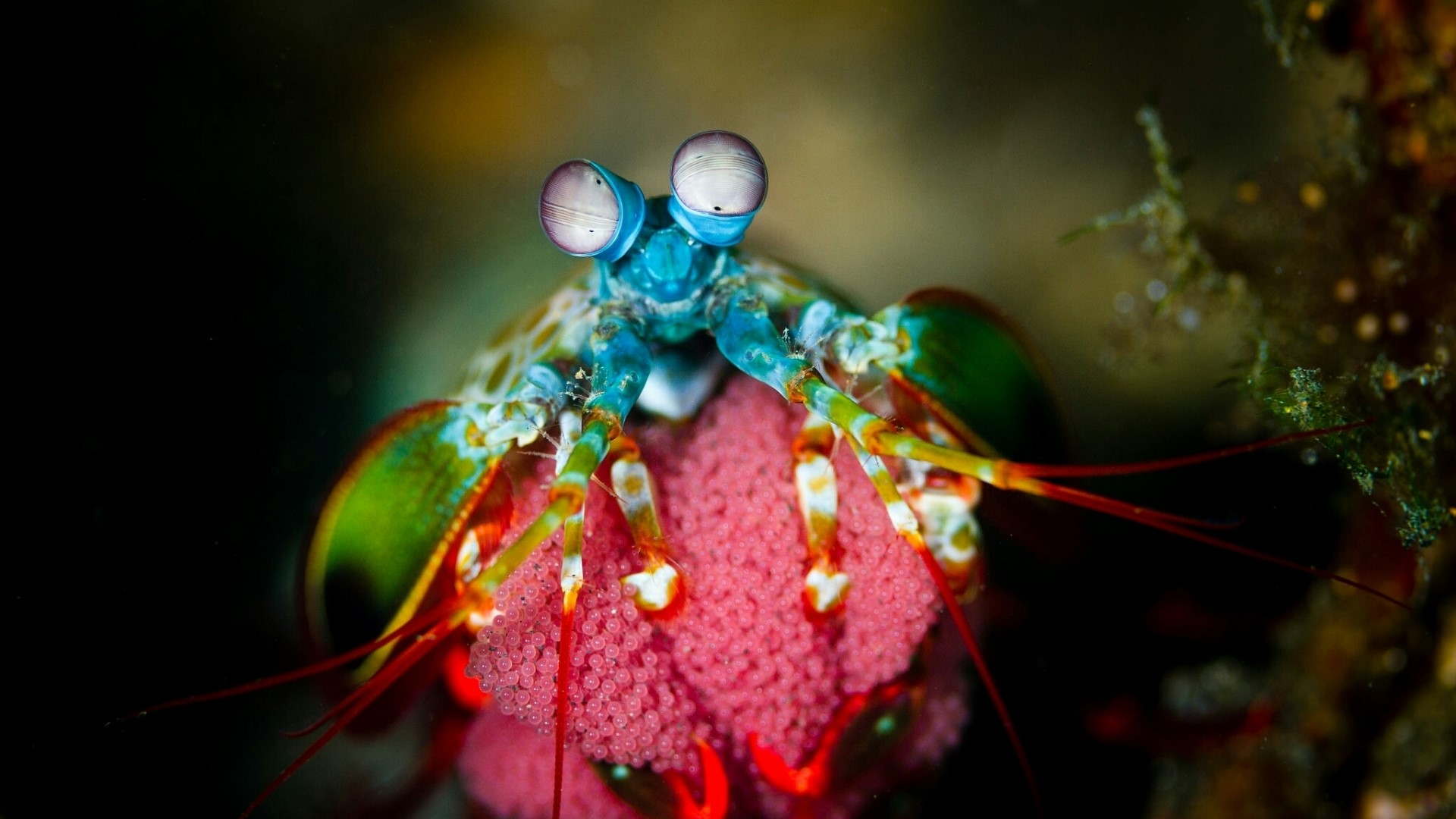 Mantis shrimp with eggs HD Wallpaper