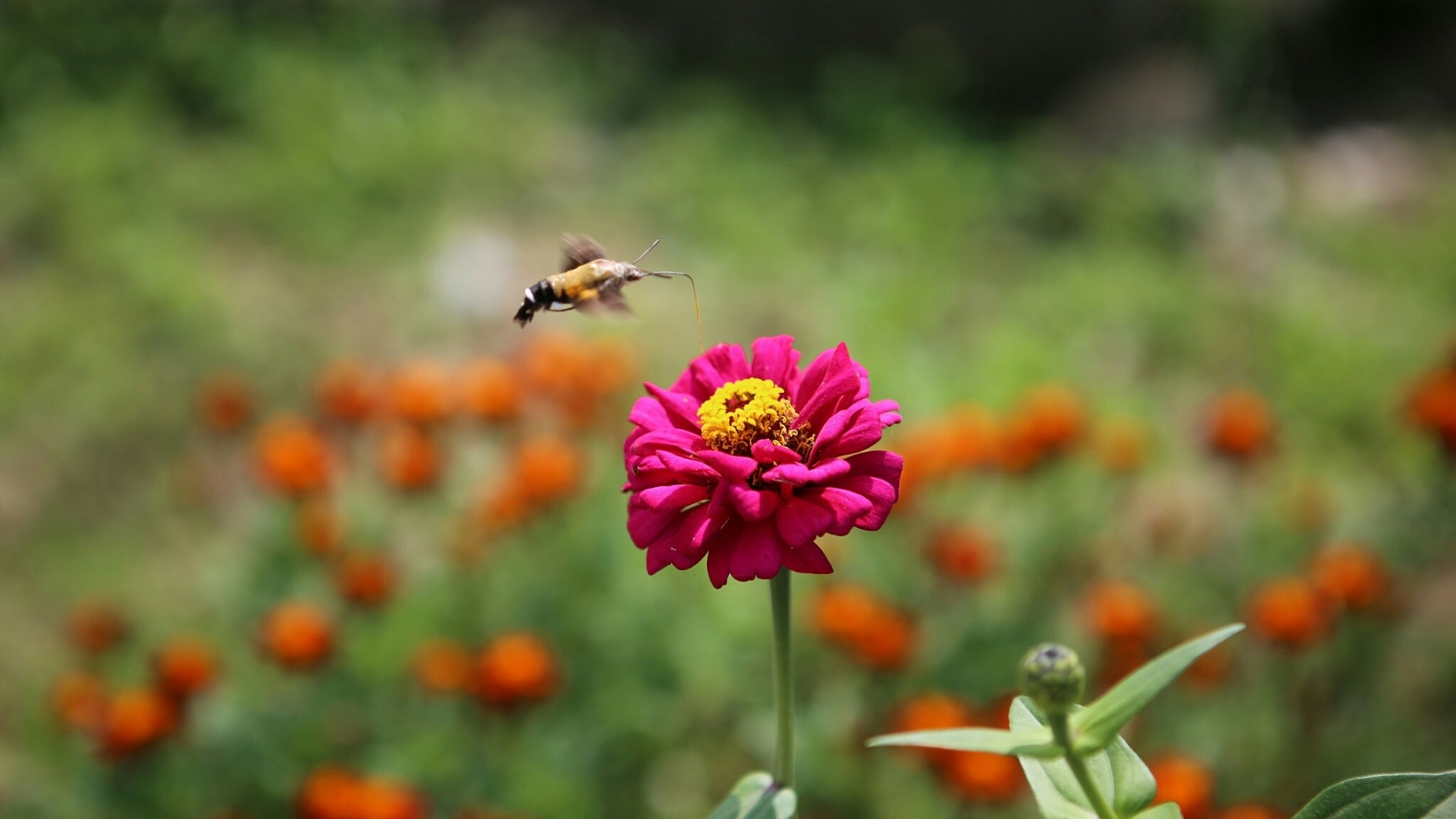 Hummingbird Moth Feeding on a Pink Zinnia Flower HD Wallpaper