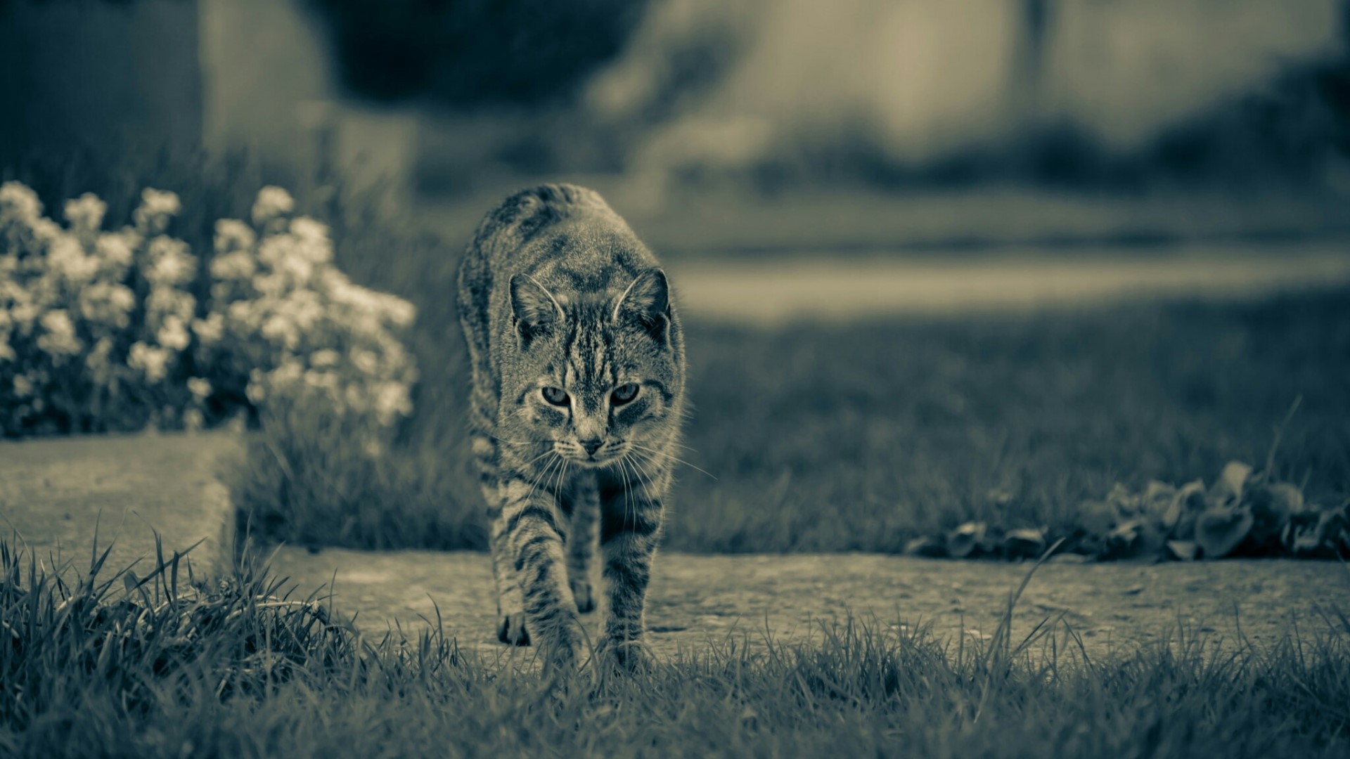 Tabby Cat Walking on Path HD Wallpaper