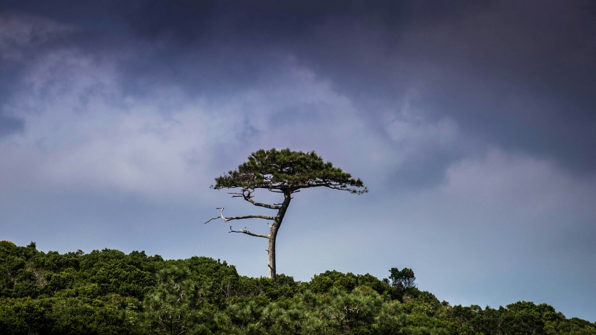 Lone pine tree on a hill under stormy clouds HD Wallpaper
