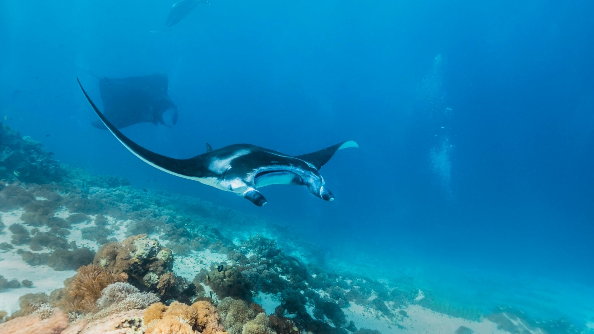 Manta Rays swimming over coral reef HD Wallpaper