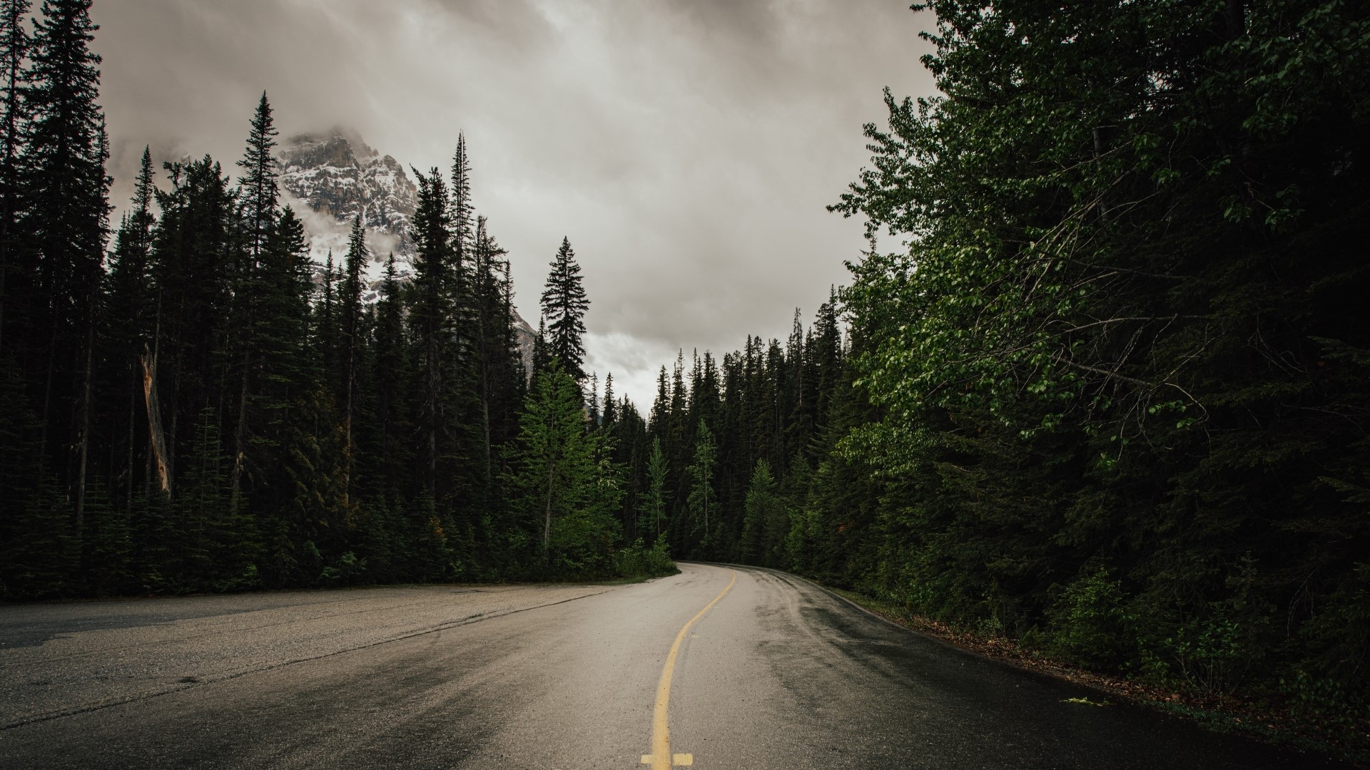 Road through a dark forest with mountains HD Wallpaper