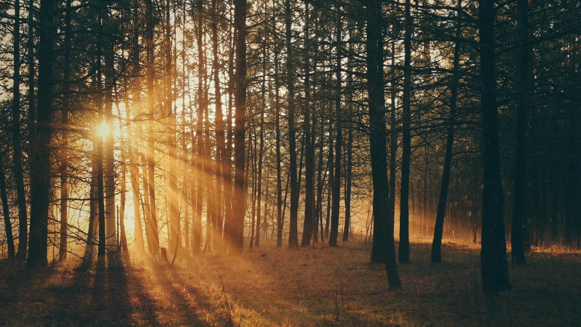 Sunlight filtering through a dense forest HD Wallpaper