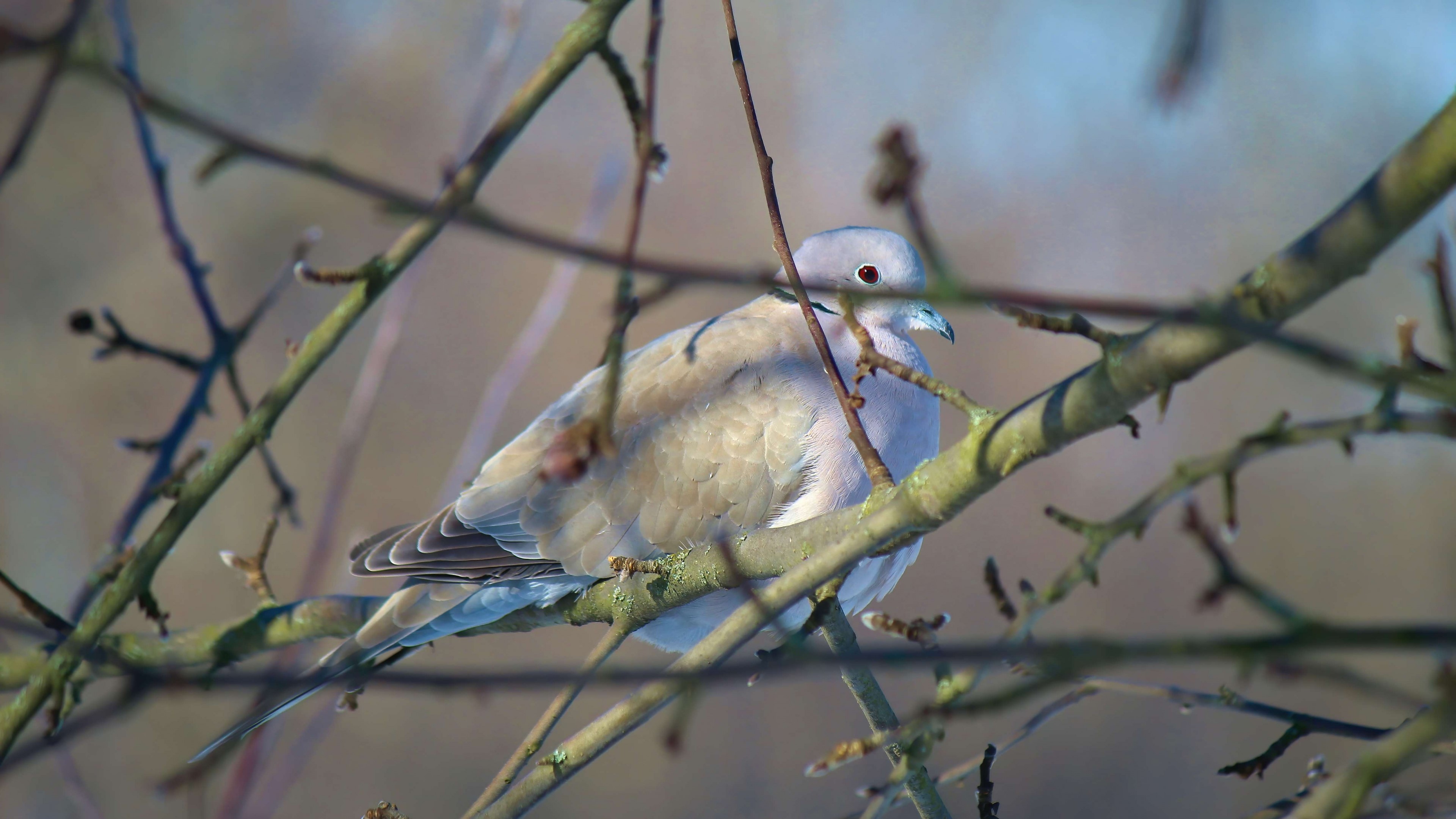 4K Dove on a Branch HD Wallpaper