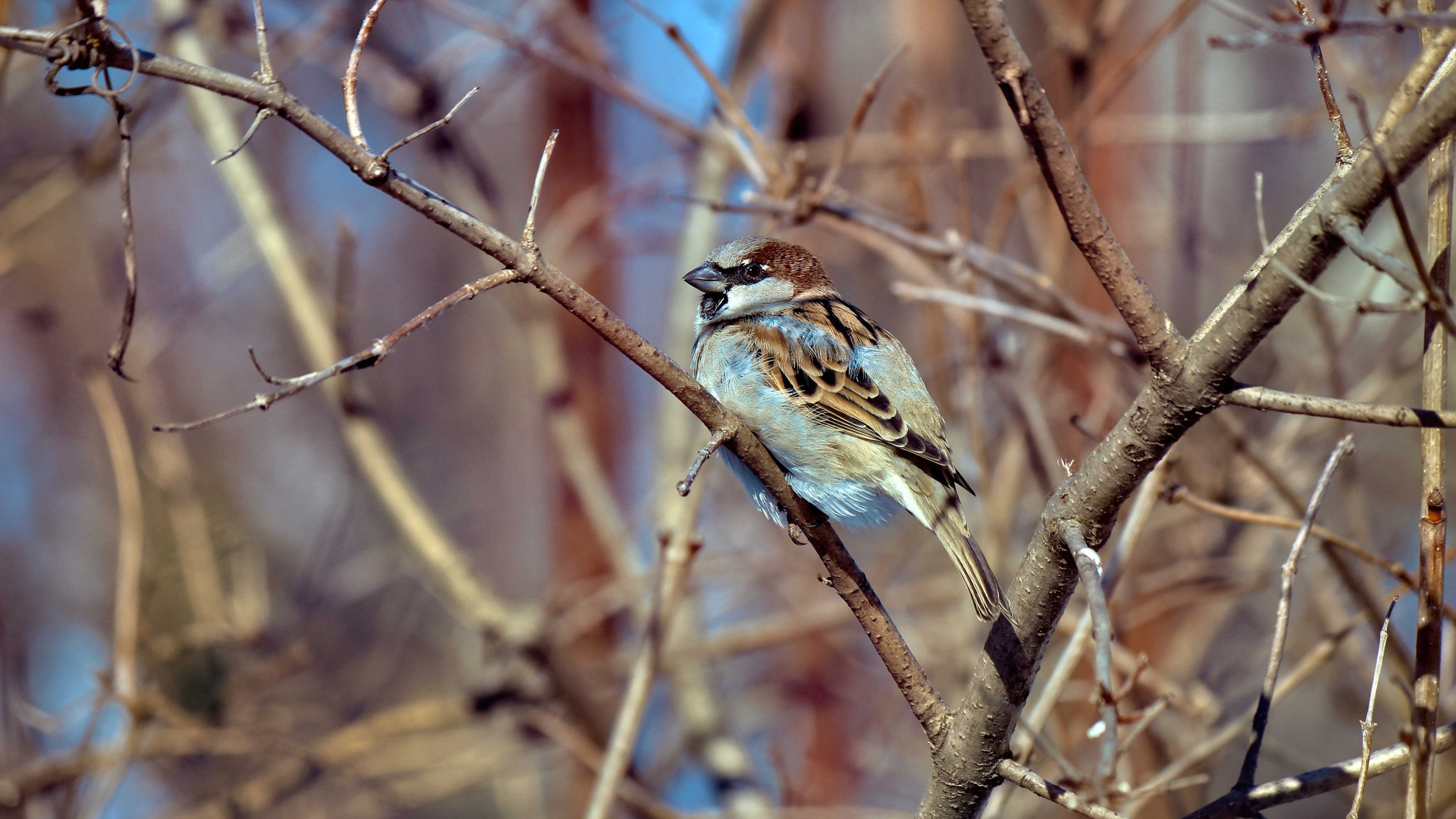 4K Sparrow on a Branch HD Wallpaper