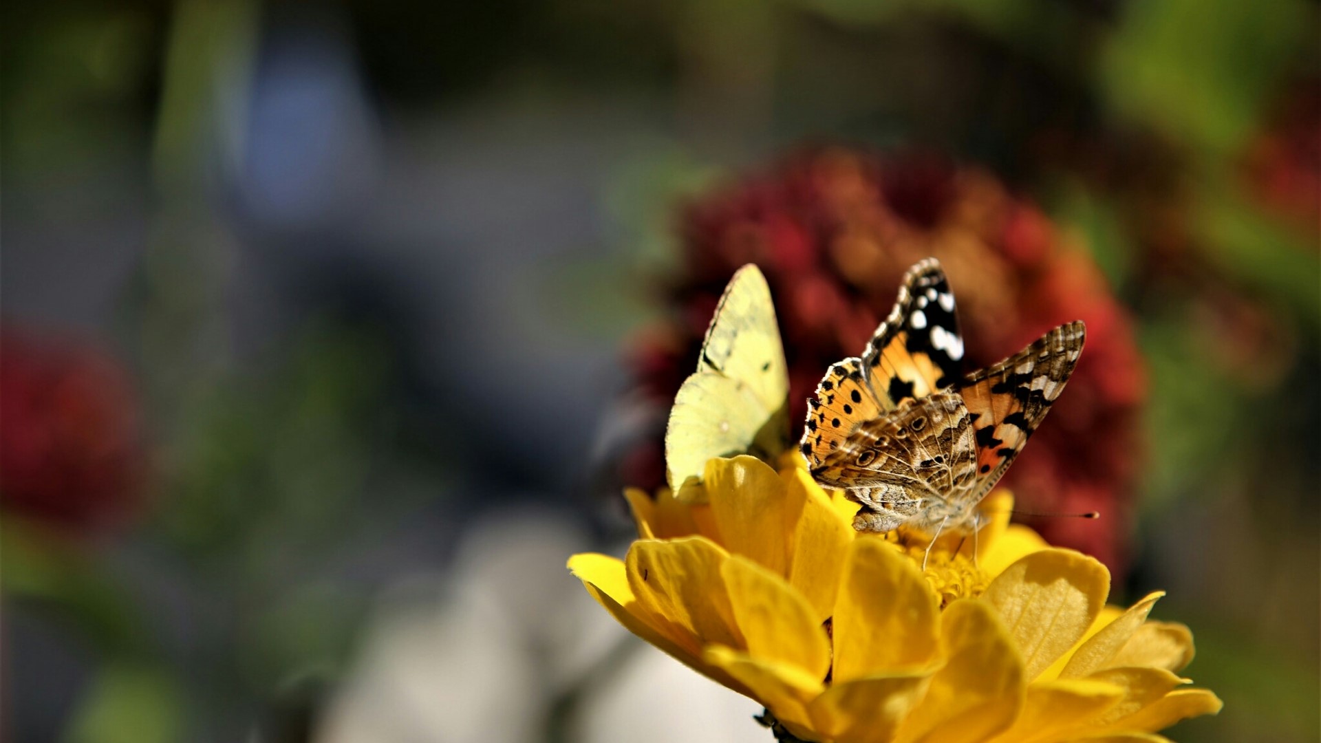 Two butterflies on a yellow flower HD Wallpaper