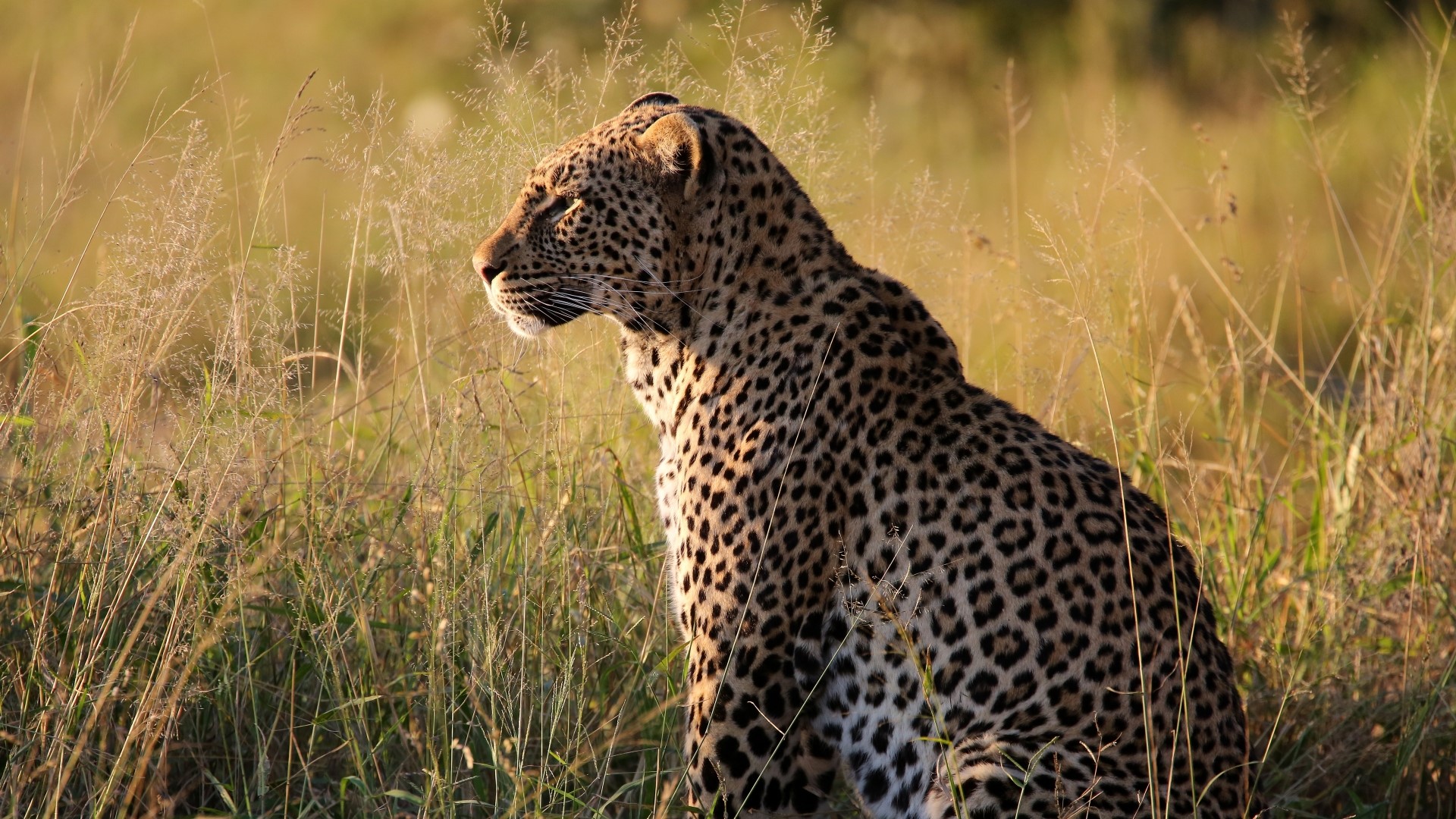 Leopard sitting in tall grass HD Wallpaper