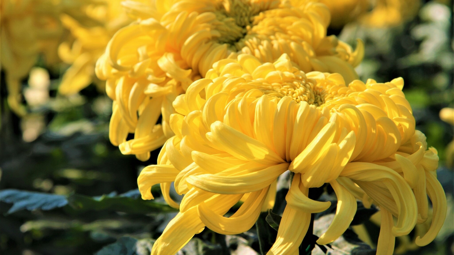 Yellow Chrysanthemums in Bloom HD Wallpaper