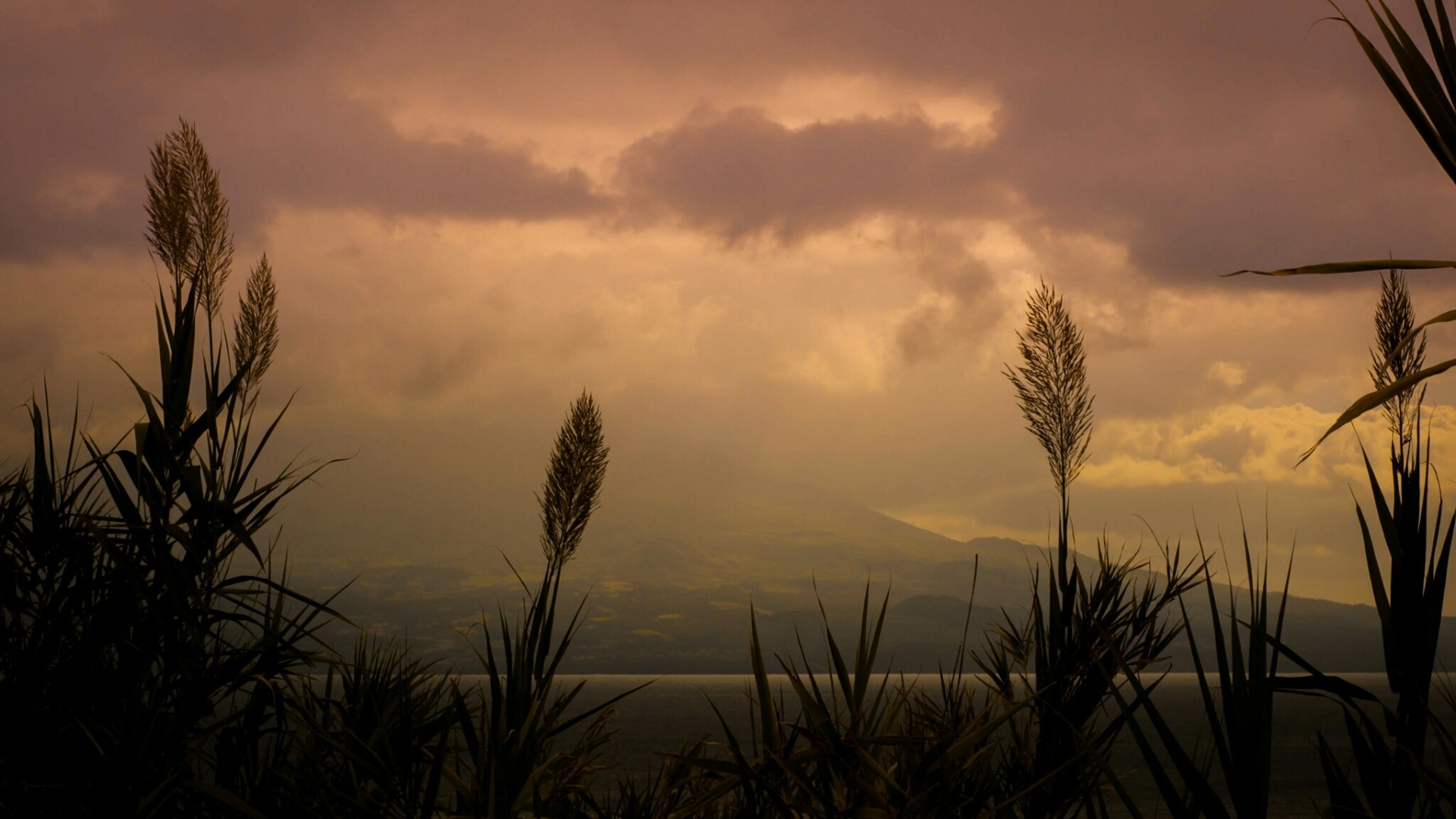 Tall grass silhouetted against a cloudy dusk sky over a lake and mountain HD Wallpaper