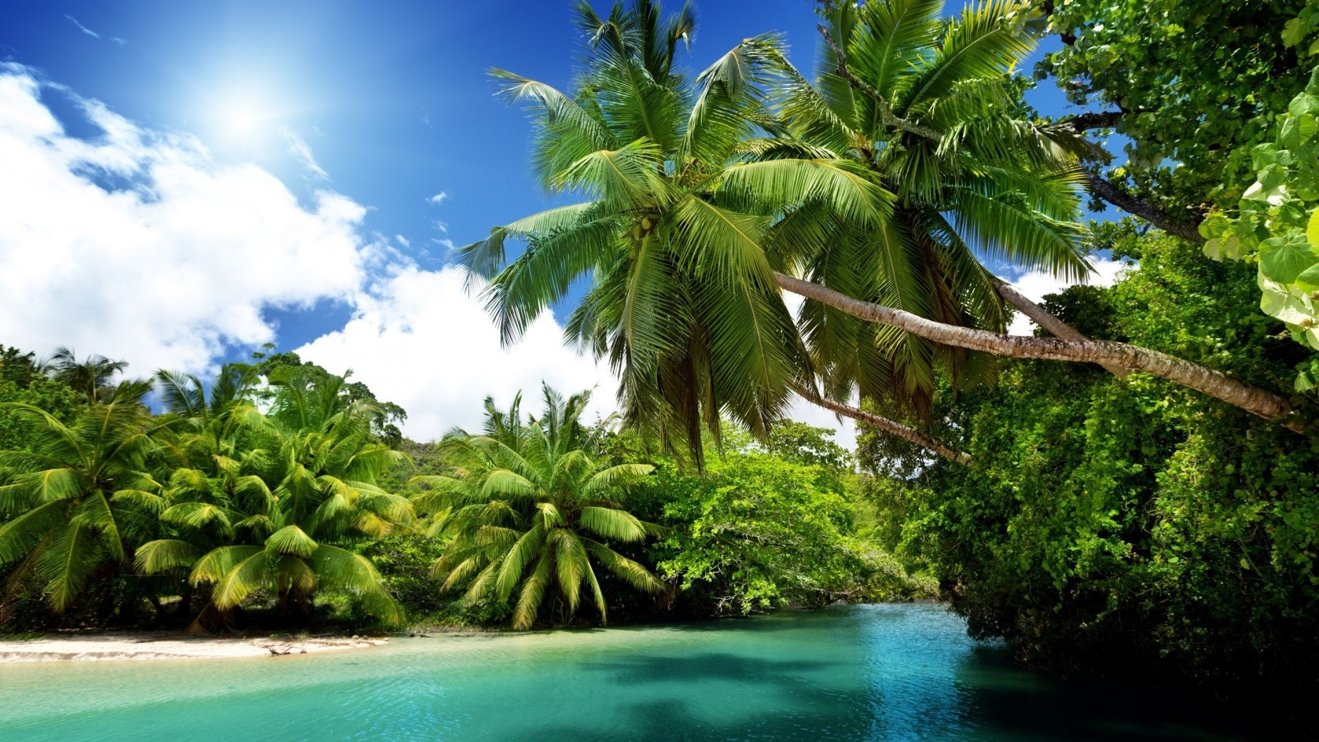 Tropical paradise with palm trees and turquoise water HD Wallpaper