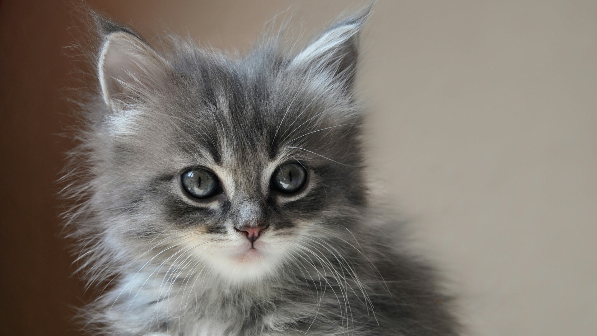 Close-up of a fluffy grey kitten HD Wallpaper