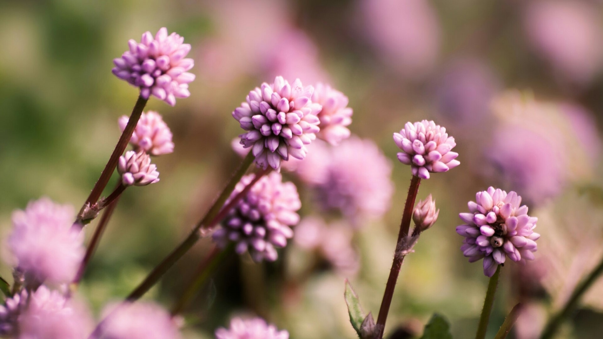 Pink flowers in a field HD Wallpaper