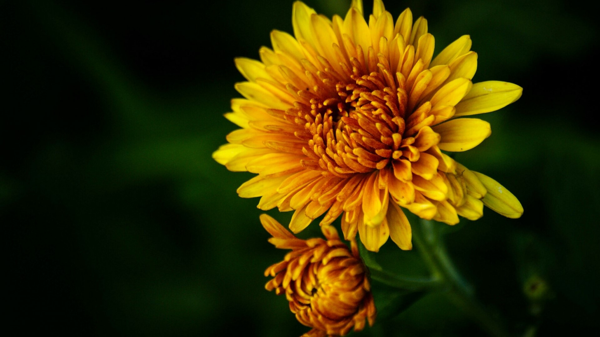 Yellow Aster Flower HD Wallpaper