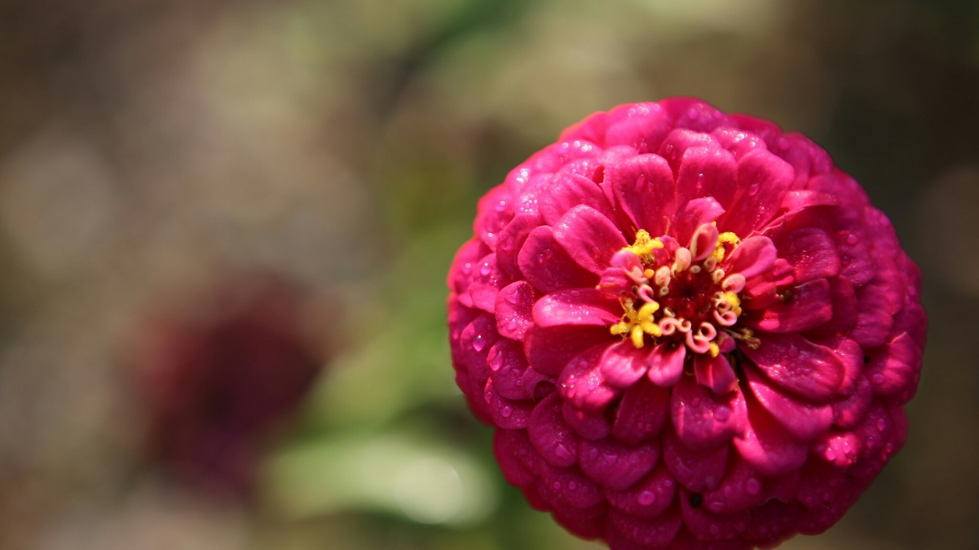 Pink Zinnia flower with water droplets HD Wallpaper
