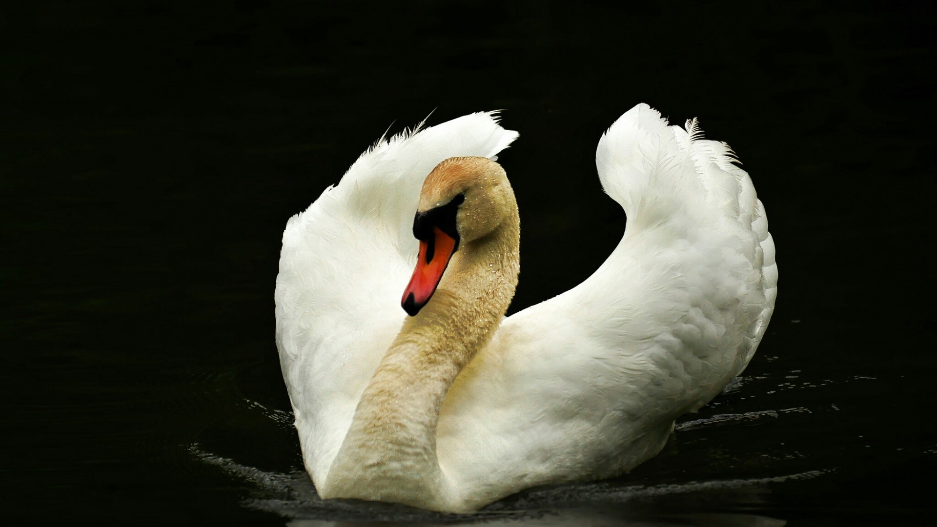 White Swan on Dark Water HD Wallpaper
