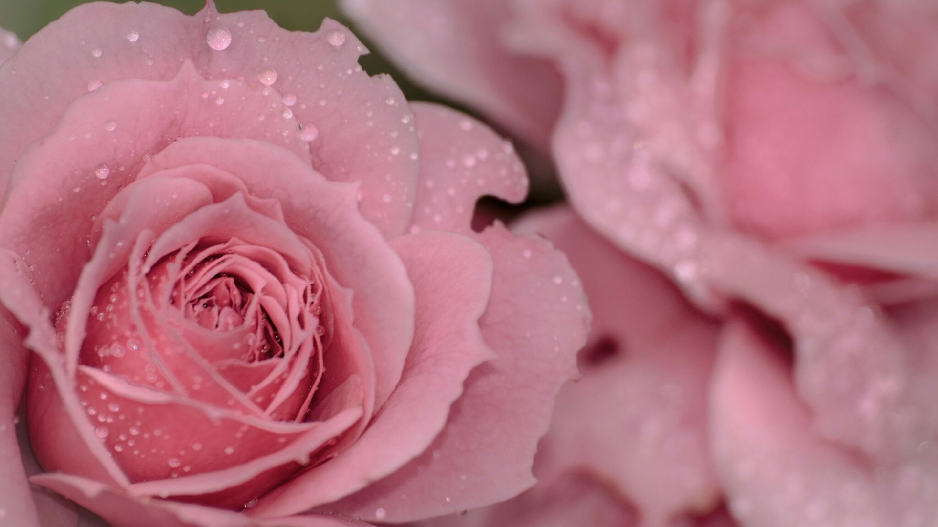 Pink roses with water droplets HD Wallpaper