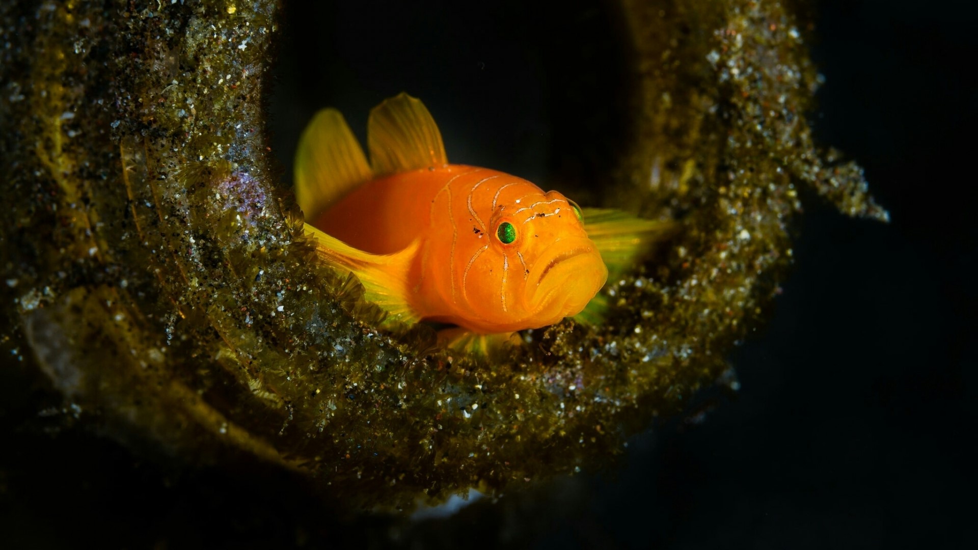 Orange goby fish in a dark underwater environment HD Wallpaper