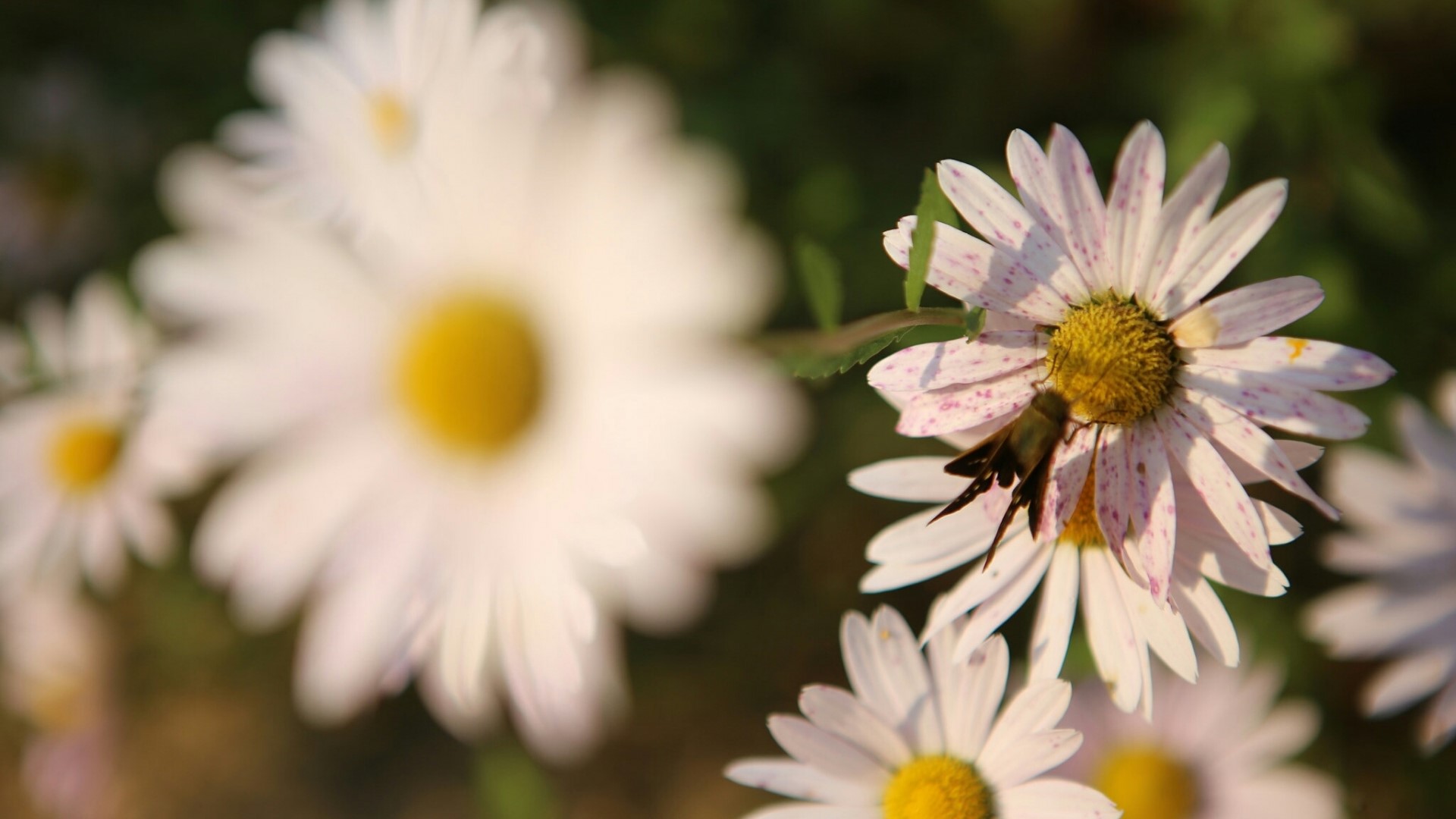 A moth on a daisy flower HD Wallpaper