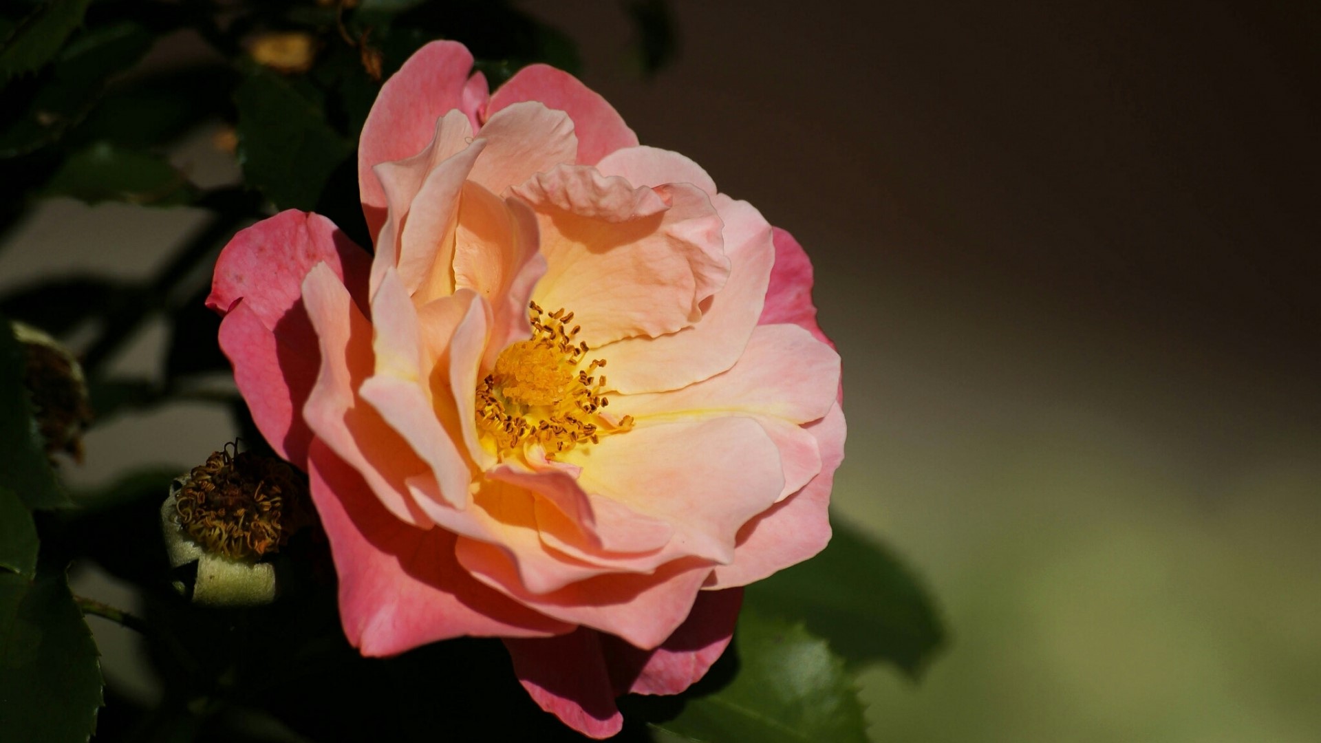 Pink and yellow rose with green leaves HD Wallpaper