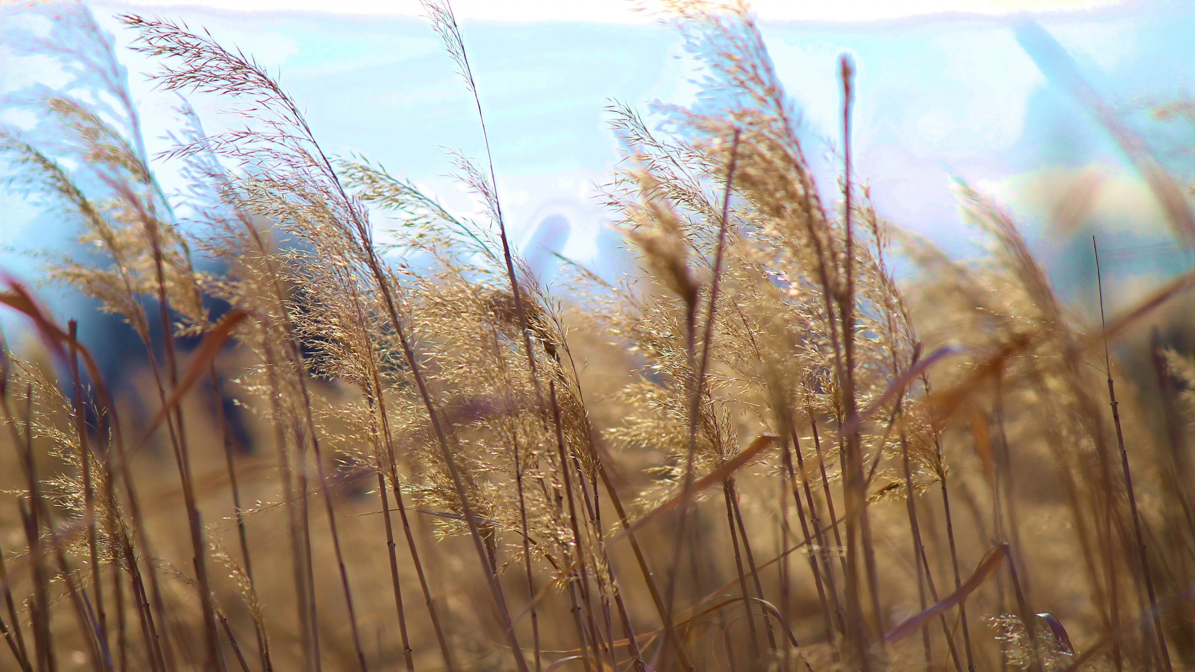 4K Reeds in the Wind HD Wallpaper