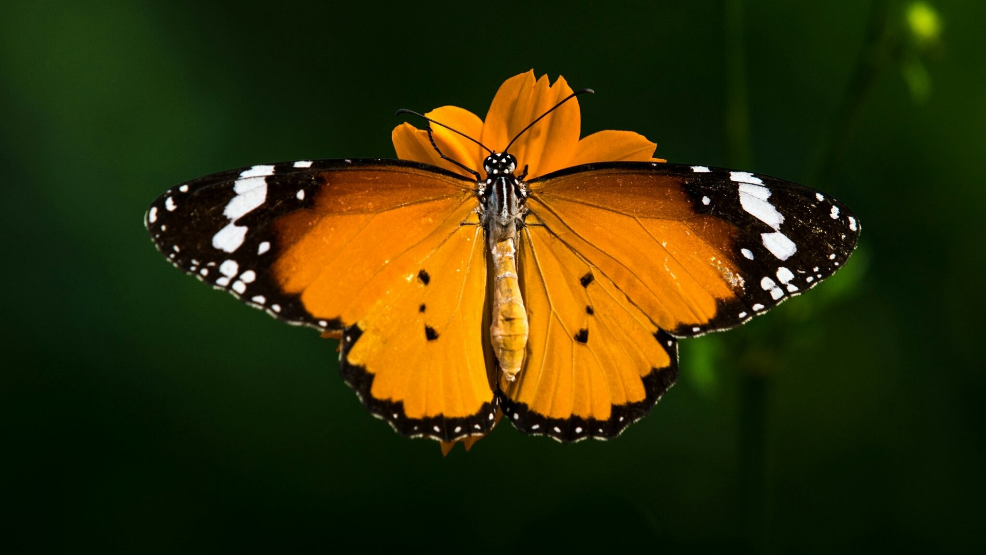 Orange butterfly on an orange flower HD Wallpaper