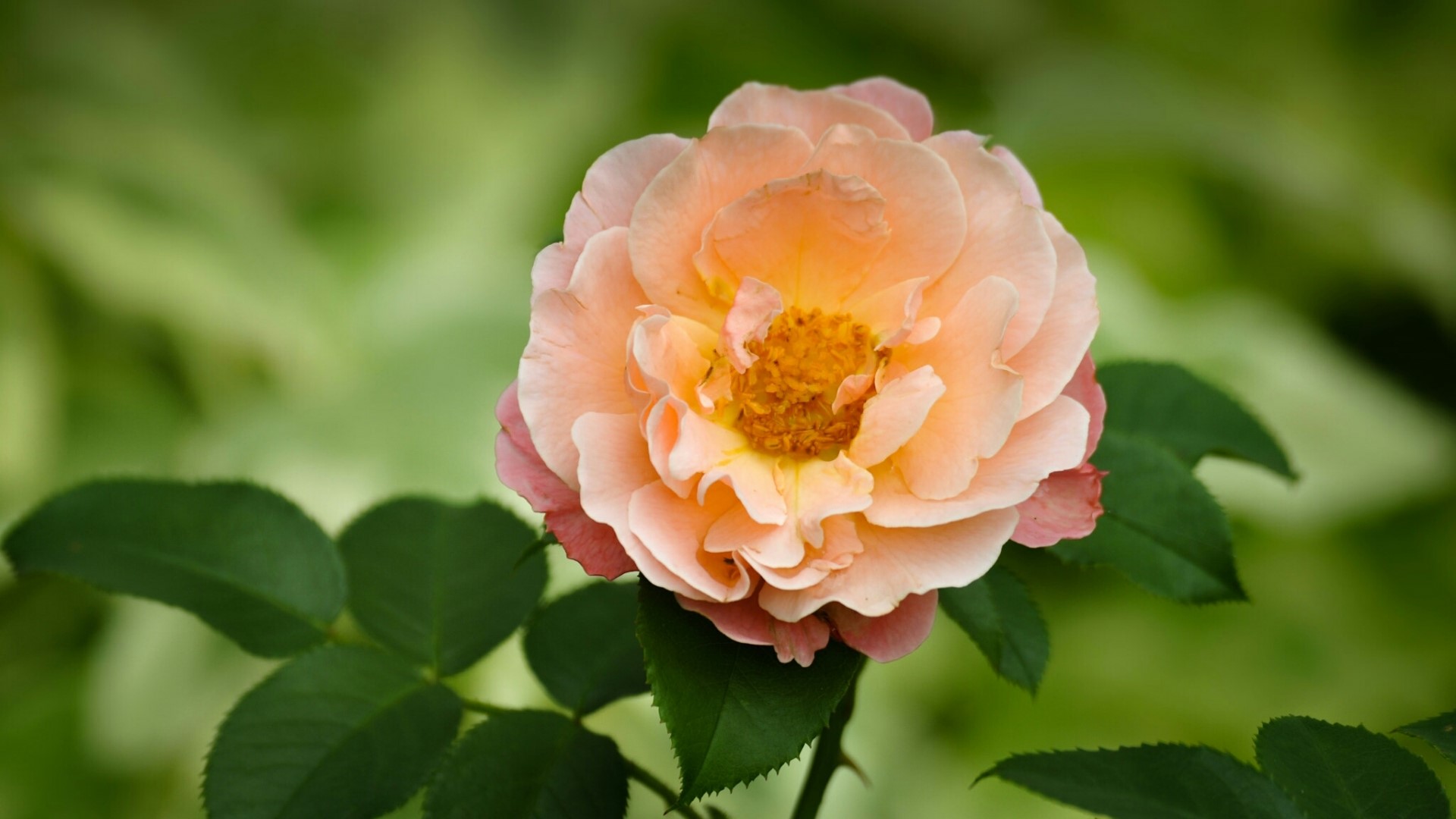 Peach rose flower with green leaves HD Wallpaper