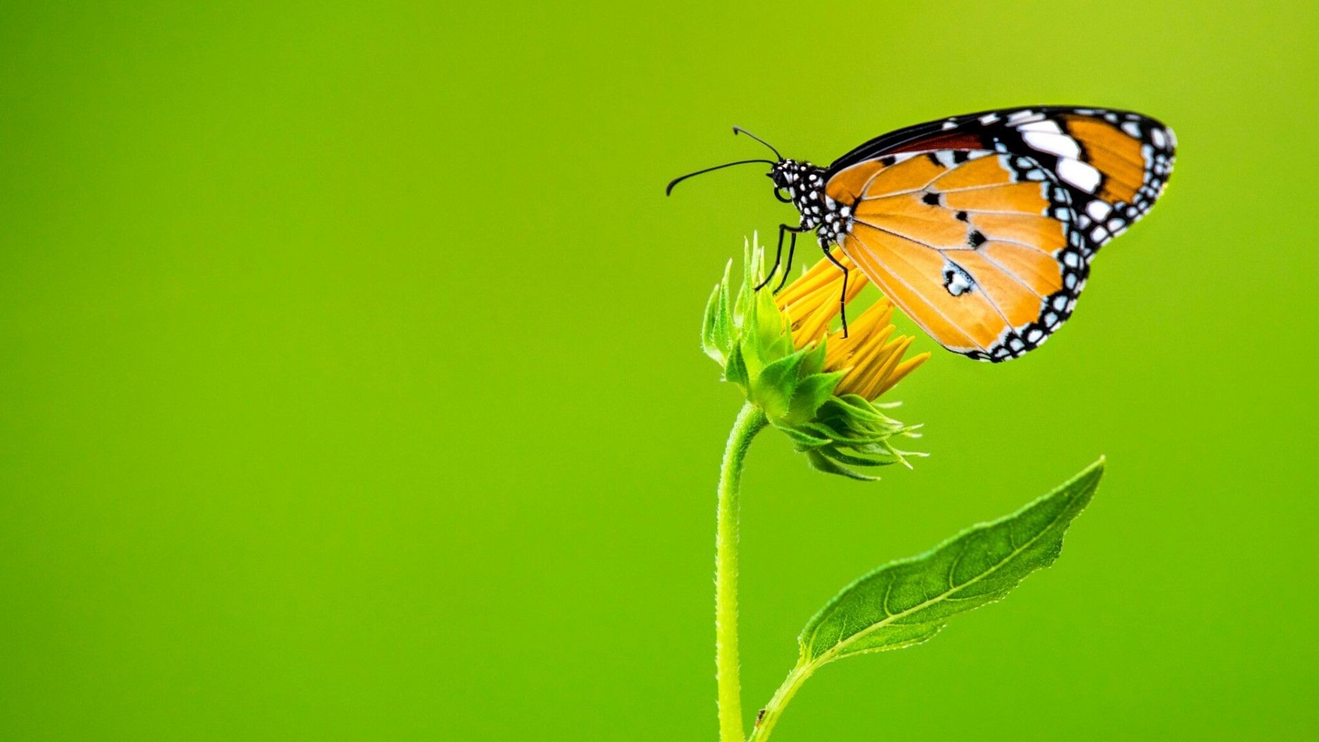 Orange butterfly on a yellow flower HD Wallpaper