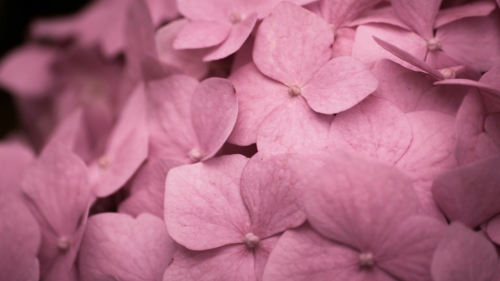 Pink Hydrangea Flowers Close-up HD Wallpaper