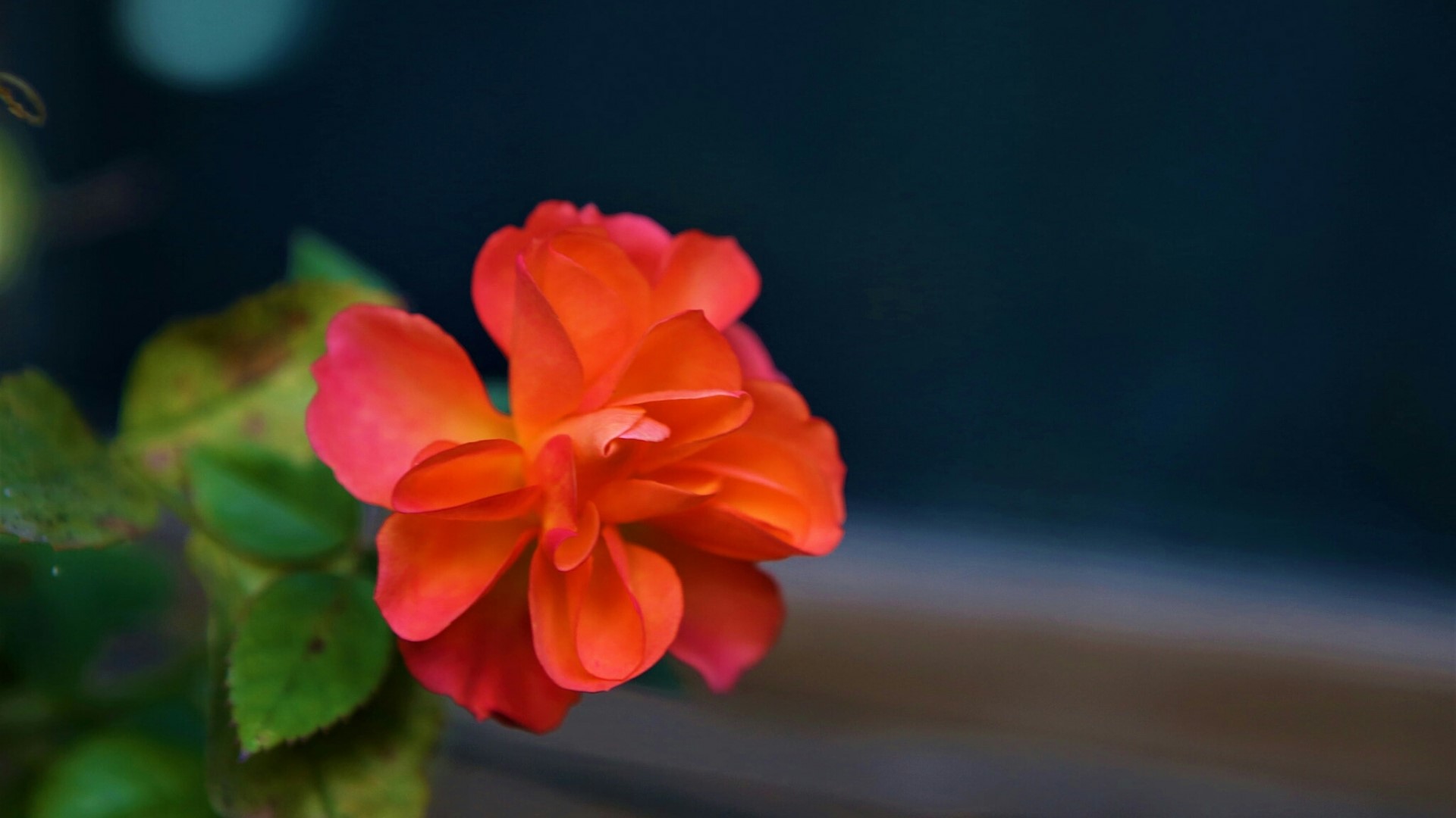 Close-up of a vibrant orange rose HD Wallpaper