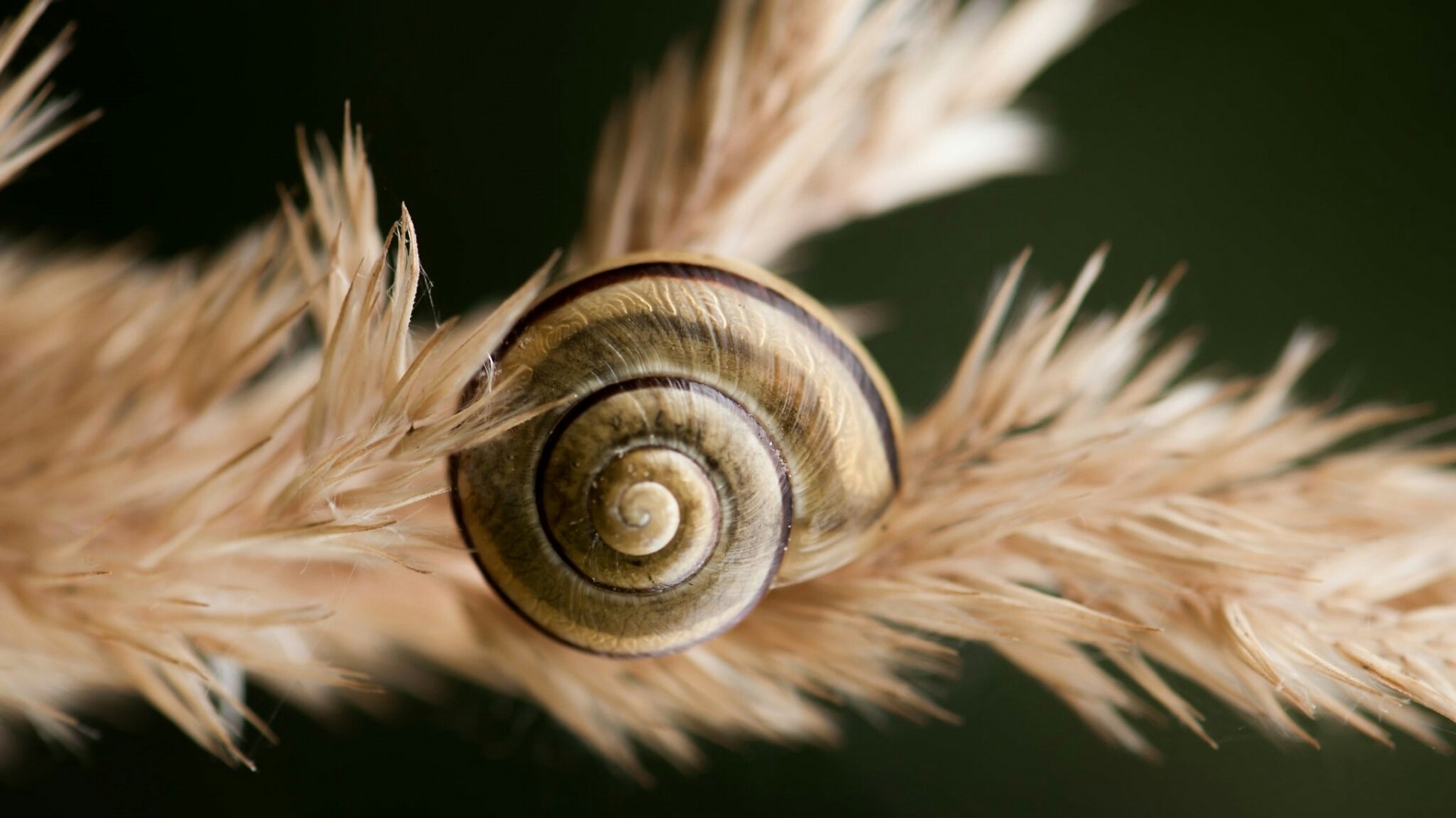 Snail on a dry plant HD Wallpaper
