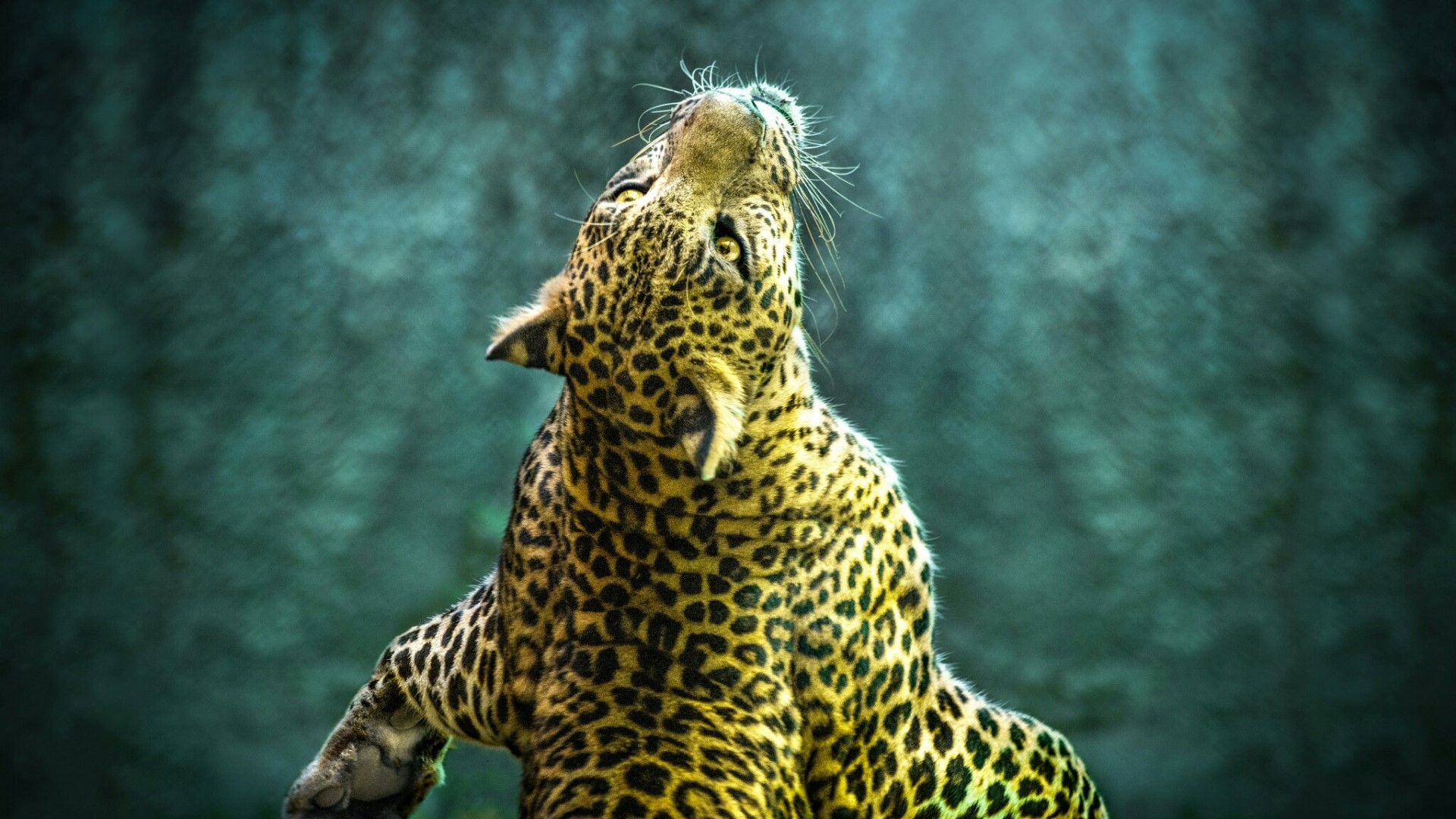 Leopard looking up with spotted fur HD Wallpaper