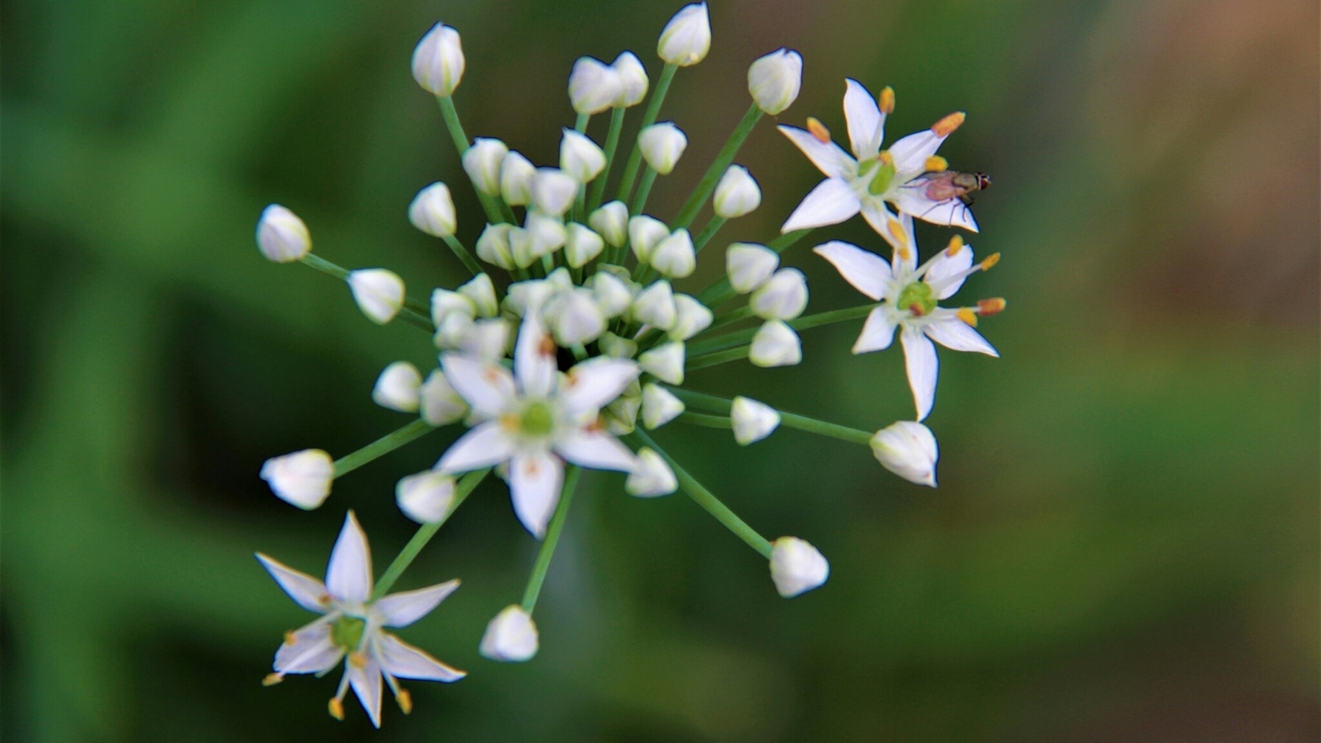 White Allium Flowers with a Fly HD Wallpaper