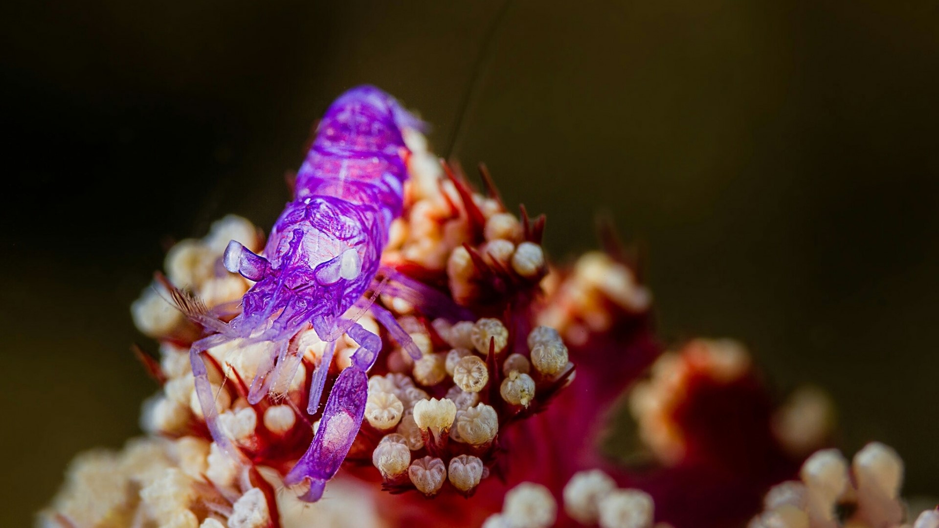 Purple shrimp on coral HD Wallpaper